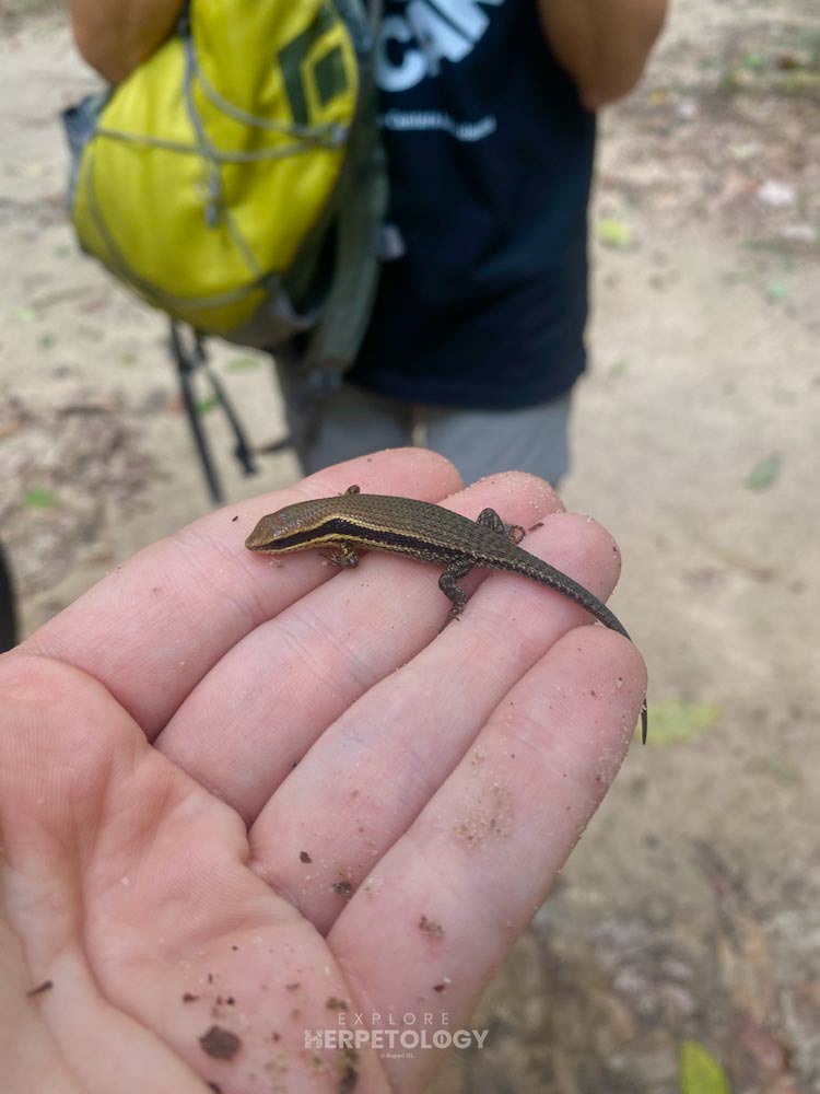 Eutropis macularia