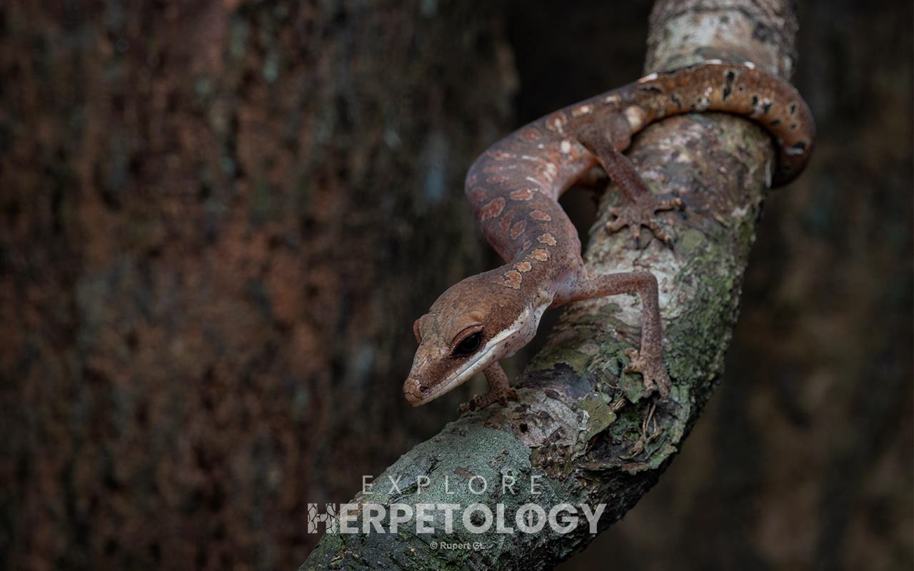 Cat gecko (Aleuroscalabotes felinus)