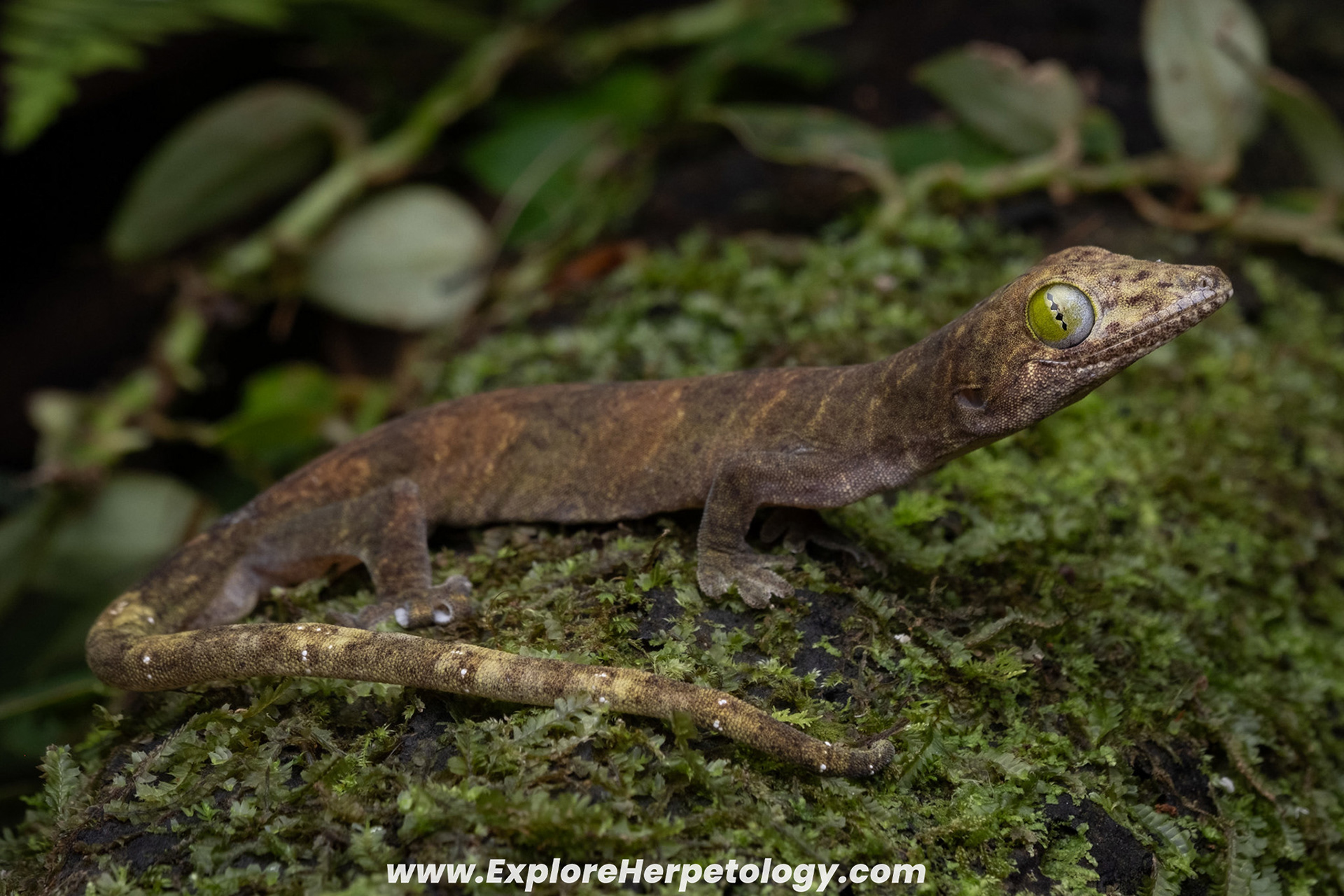 Pungkaypinit's false gecko (Pseudogekko pungkaypinit).