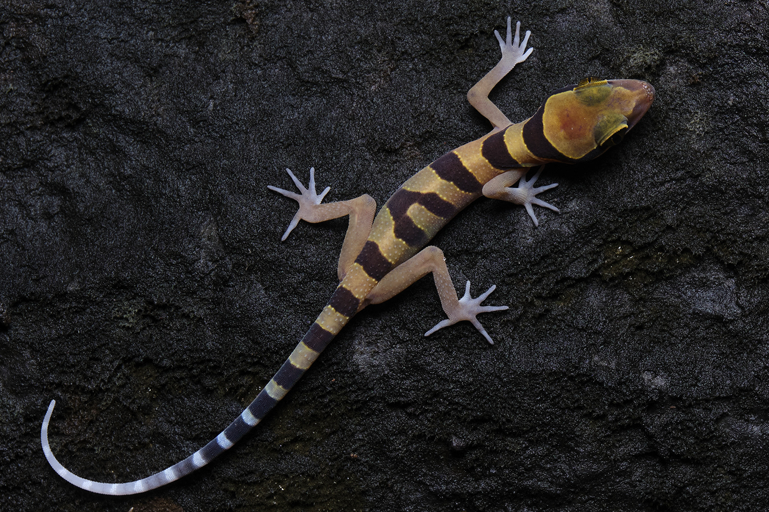 Lekagul's bent-toed gecko (Cyrtodactylus lekaguli)