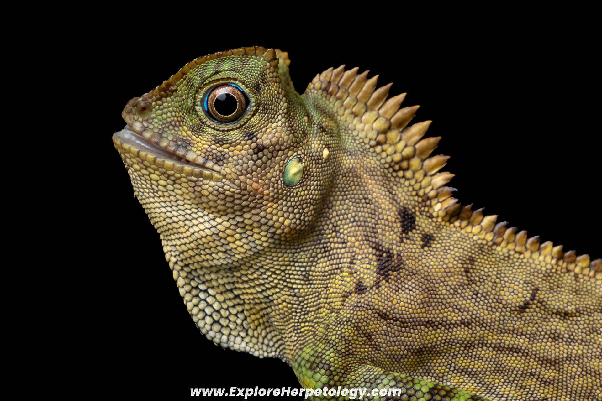Chameleon angle-headed lizard (Gonocephalus chameleotinus).