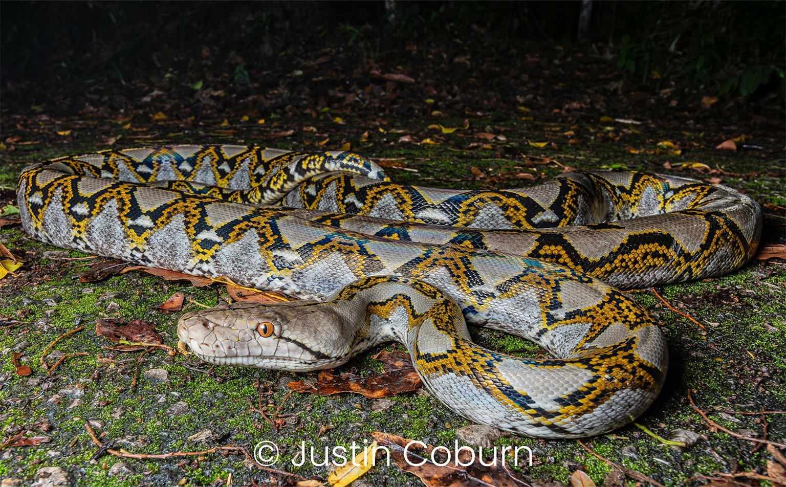 Reticulated python (Malayopython reticulatus).
