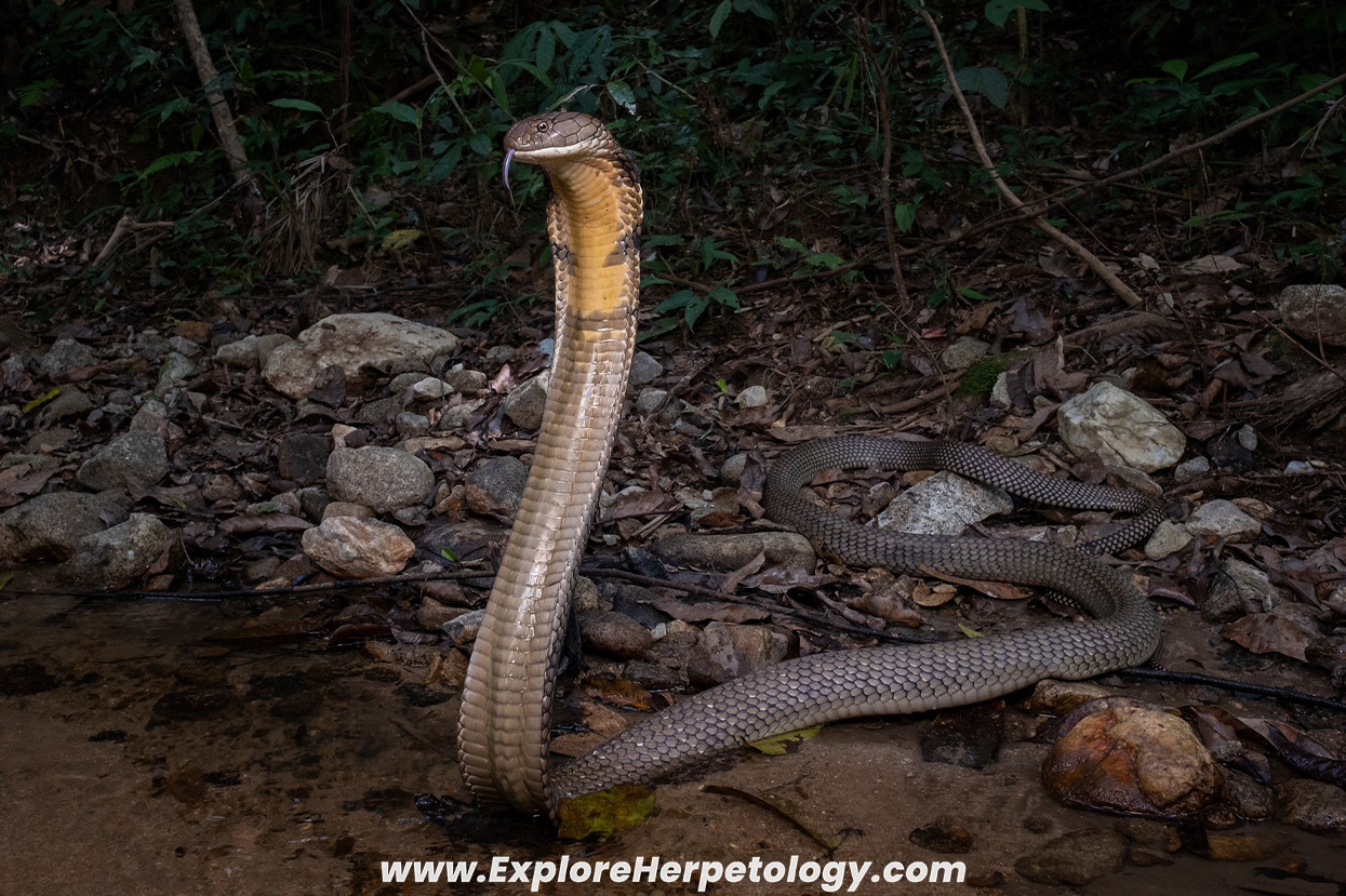 Sunda king cobra (Ophiophagus bungarus).