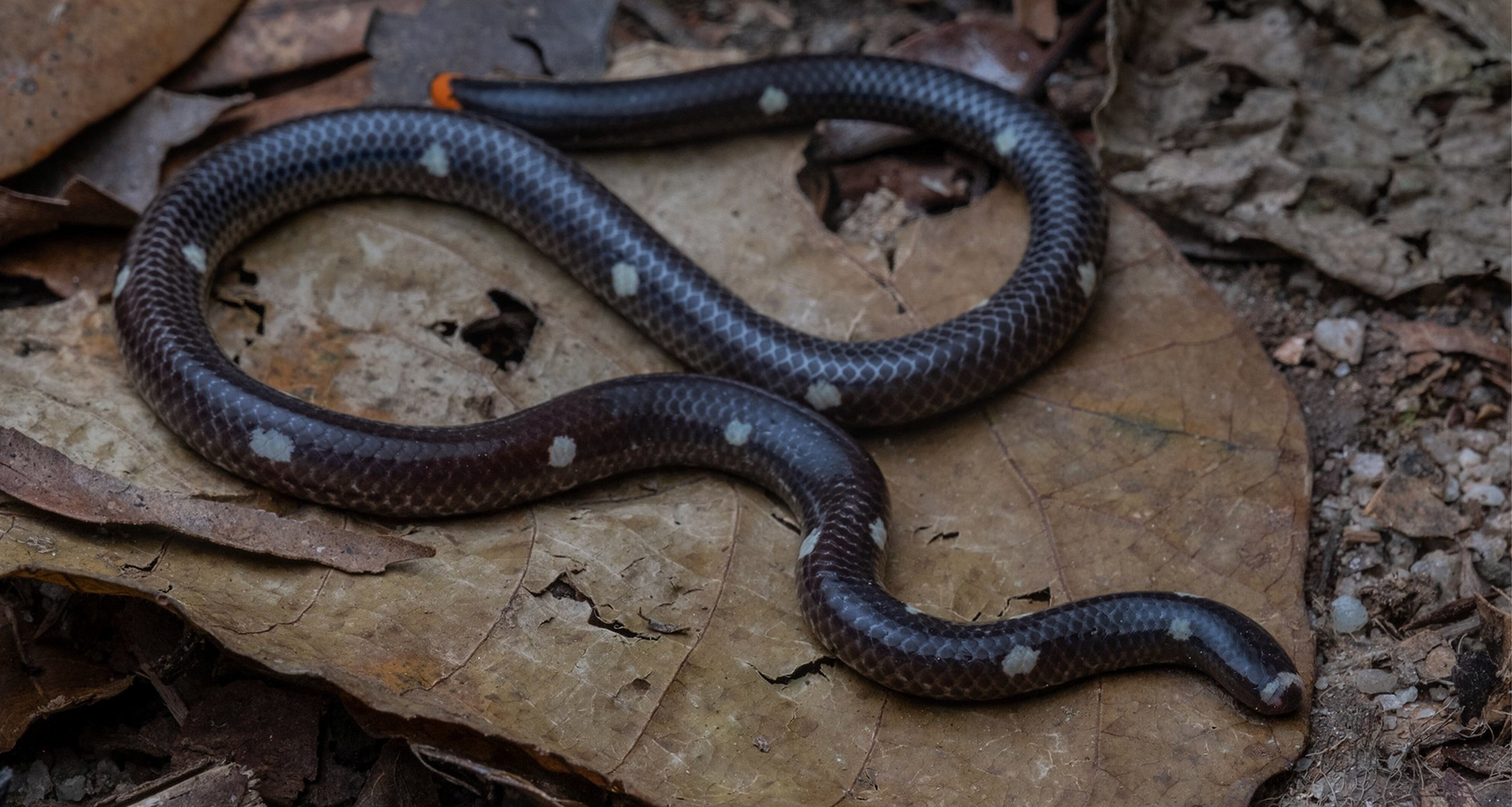 Leonard's pipe snake (Anomochilus leonardi).