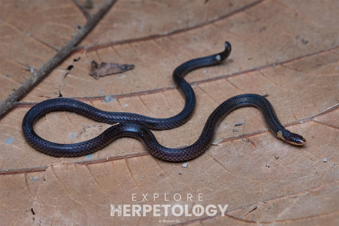 Taxonomically uncertain reed snake (Calamaria sp.)