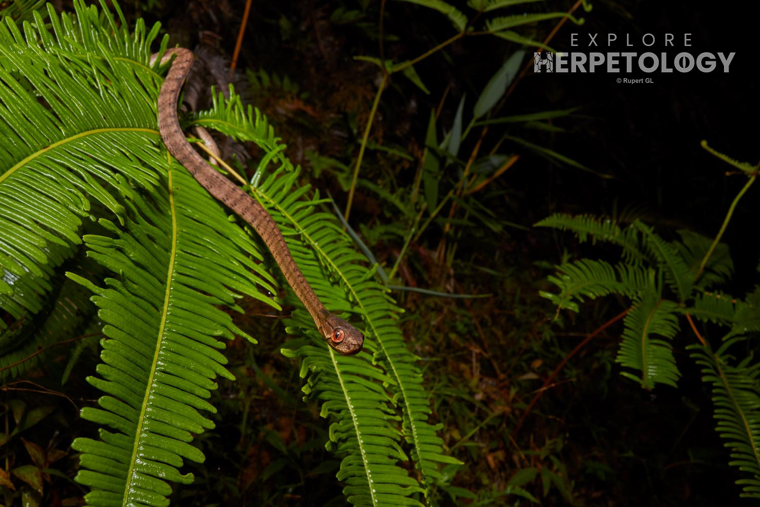 Keeled slug snake (Pareas carinatus)