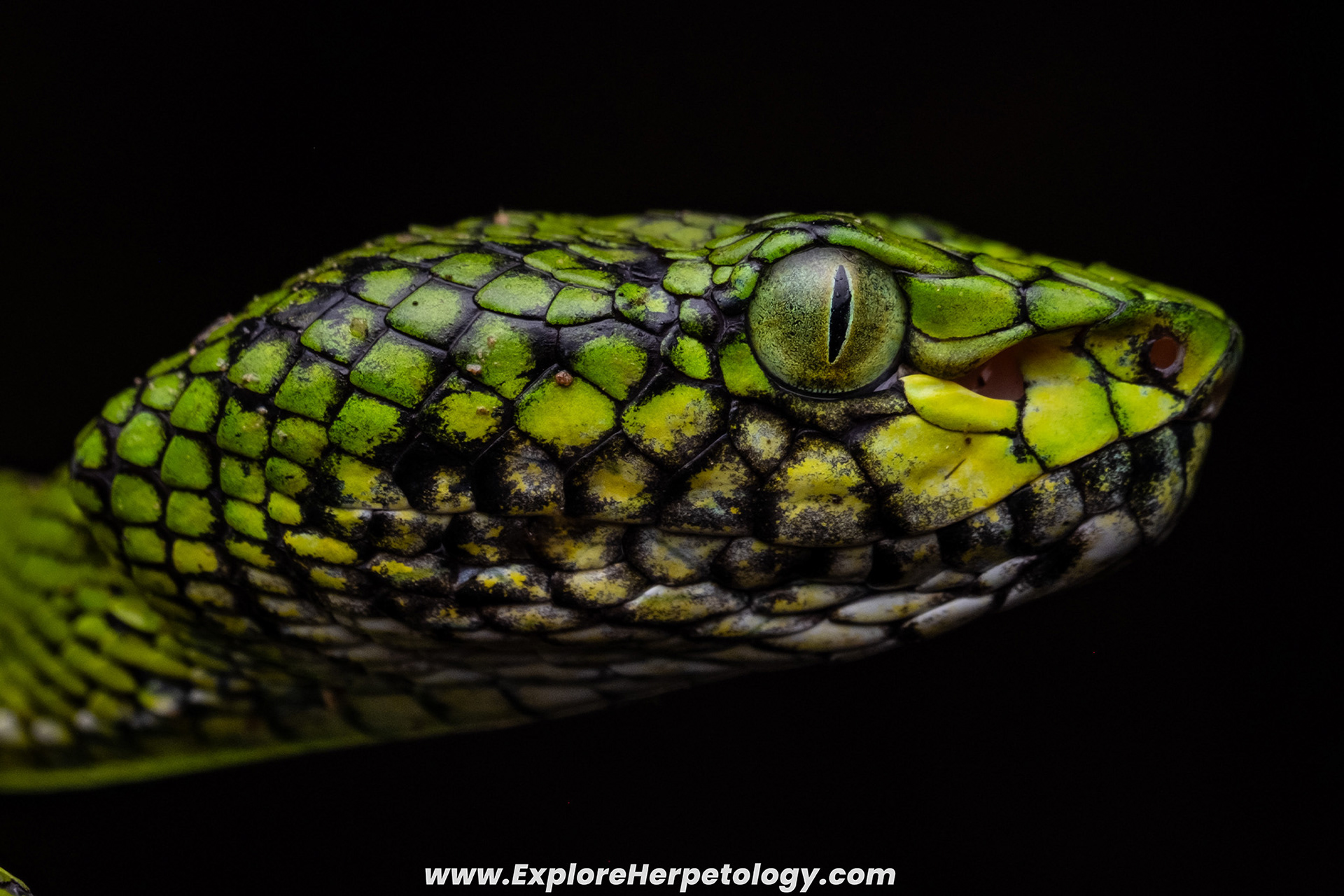Young female Nias pit viper (Trimeresurus calamitas).