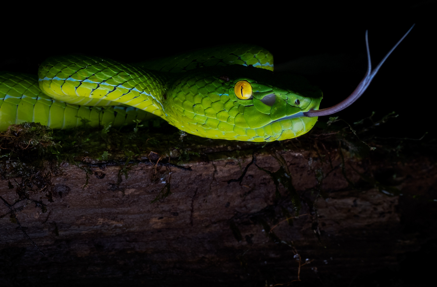 Gumprecht's pit viper (Trimeresurus gumprechti).