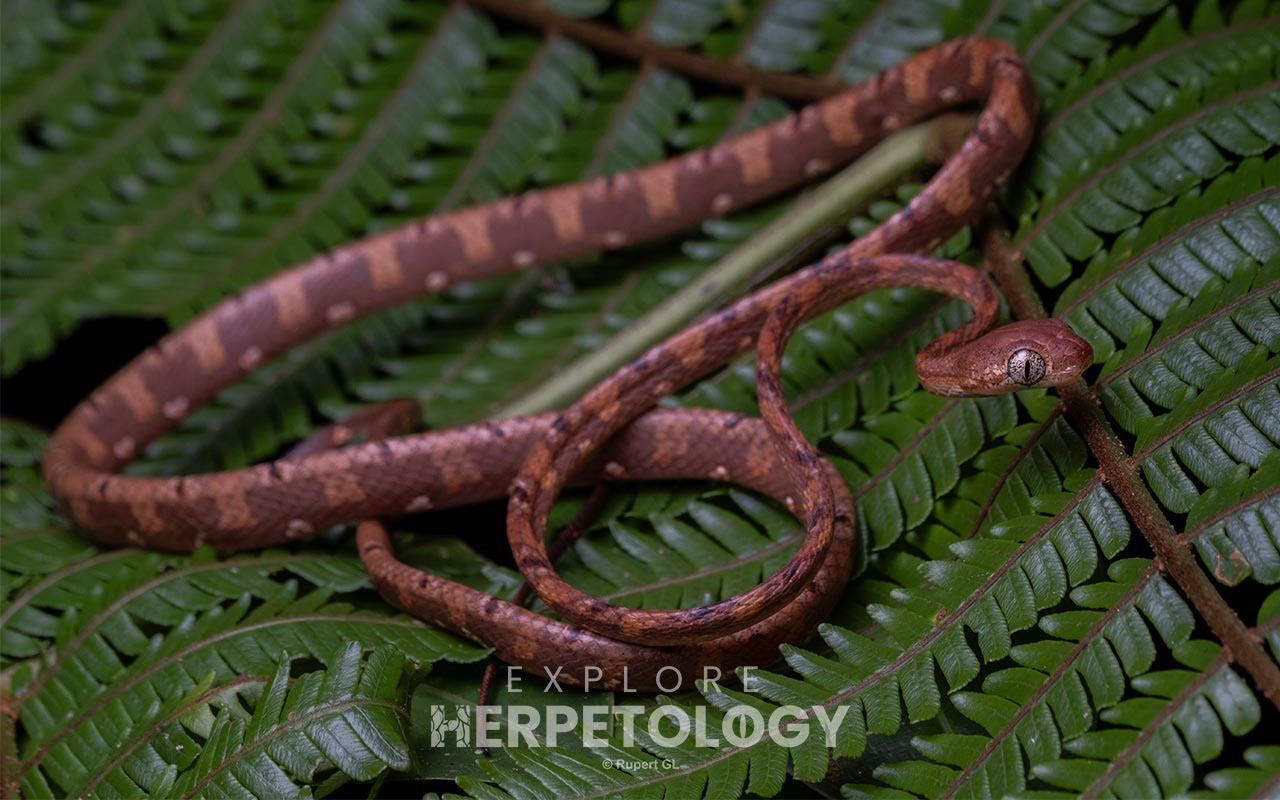 White-spotted cat snake (Boiga drapiezii)