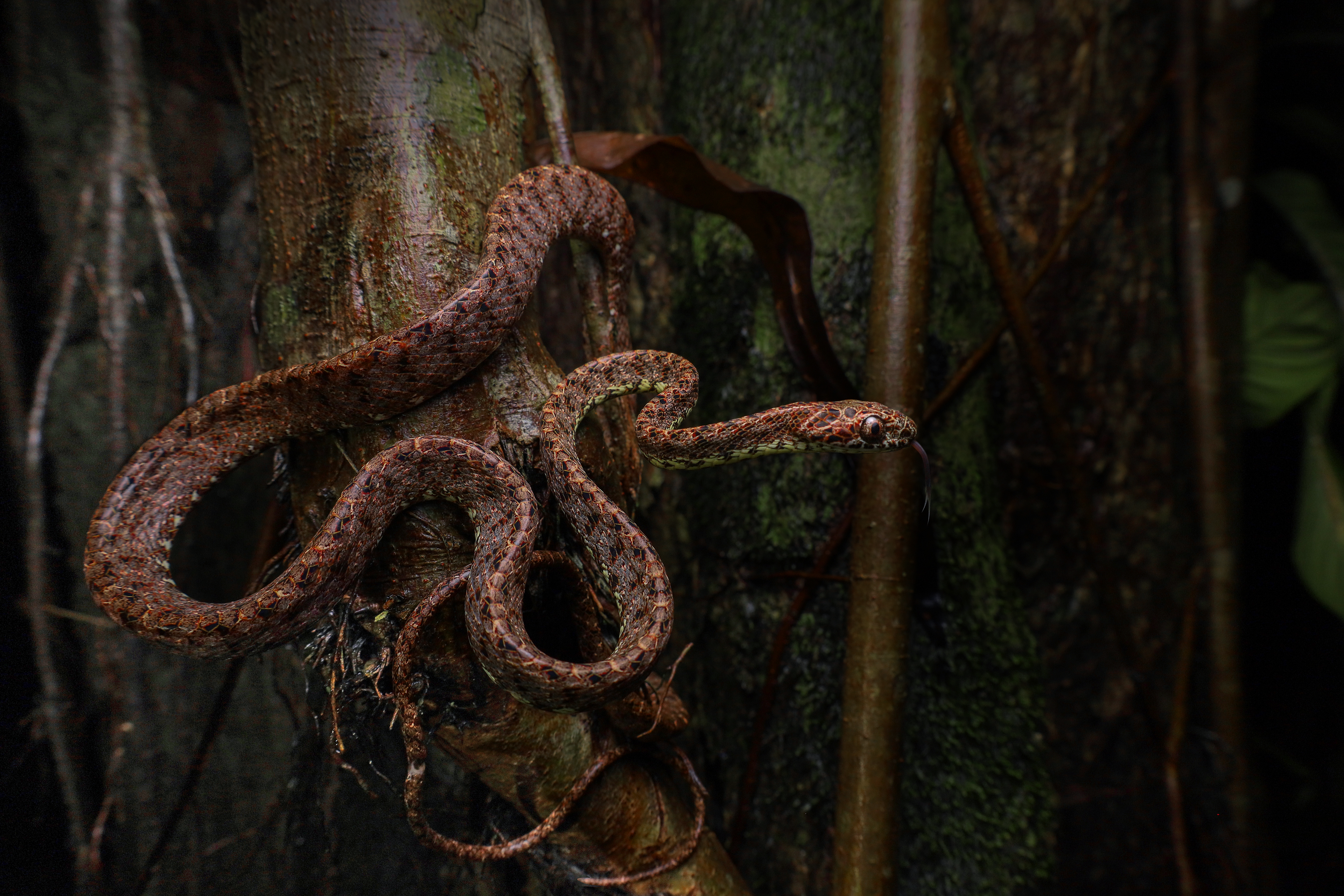 Jasper cat snake (Boiga jaspidea)
