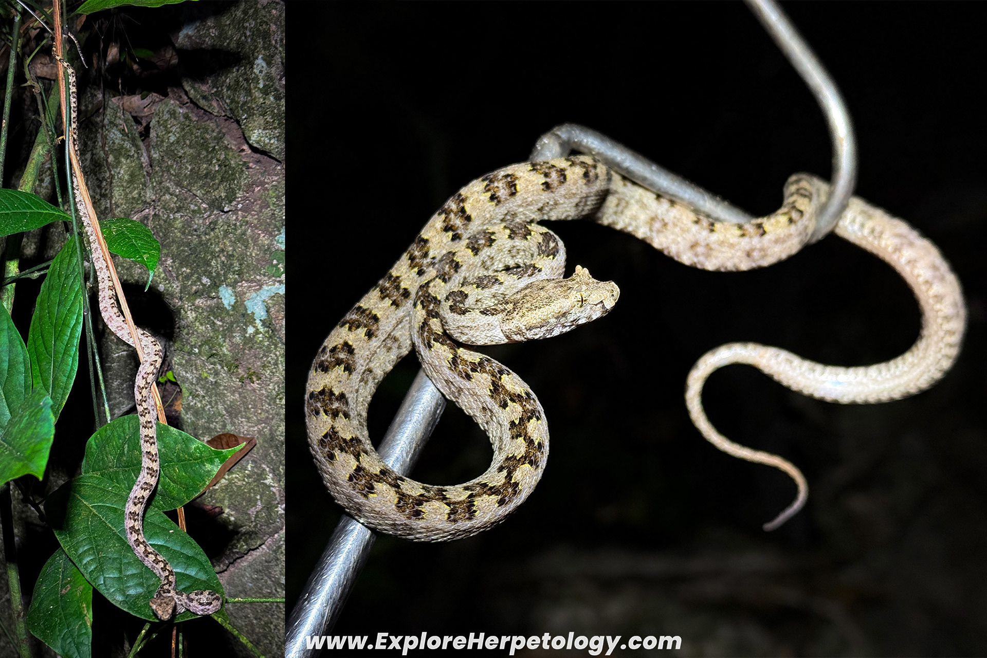 Protobothrops sieversorum sub-adult.