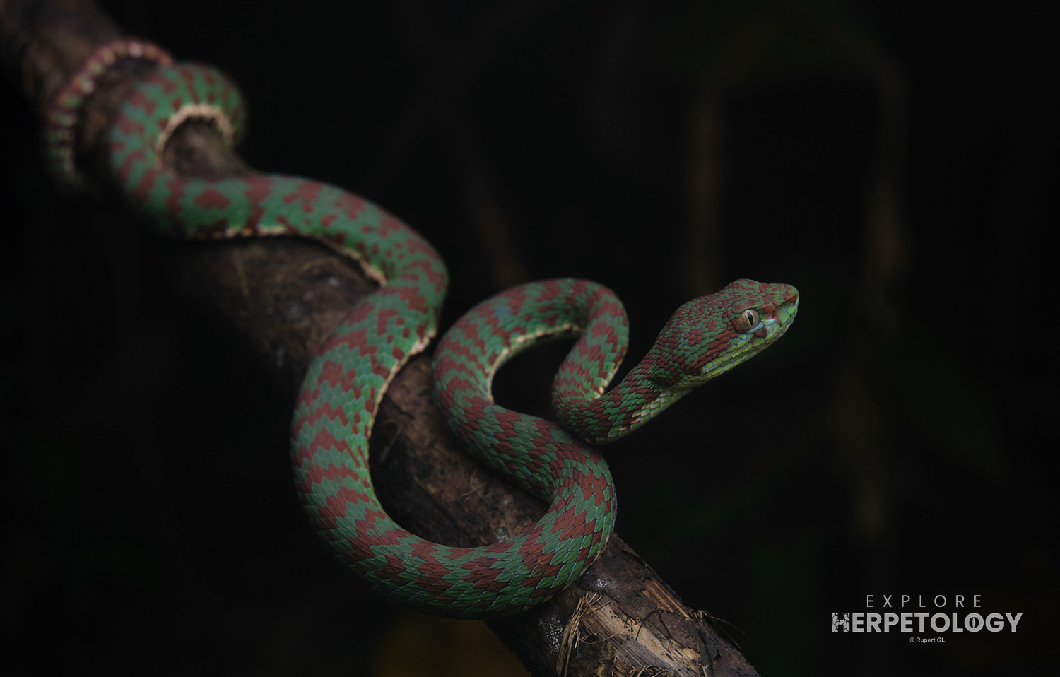 Beautiful pit-viper (Trimeresurus venustus)