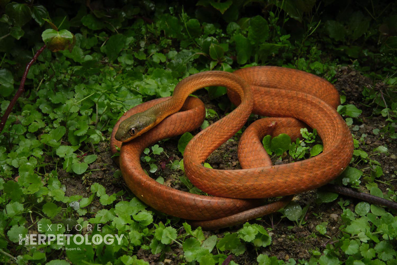 Dark-headed cat snake (Boiga nigriceps)