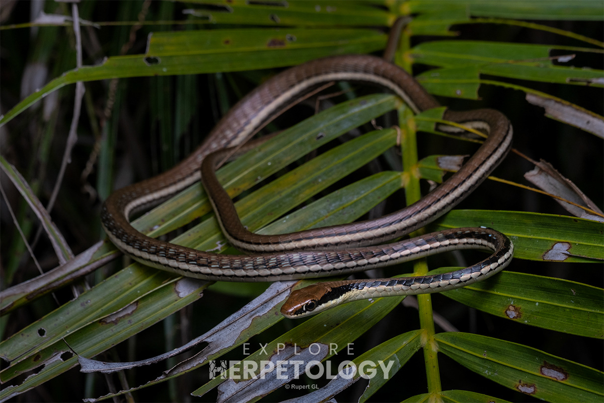 Painted bronzeback (Dendrelaphis pictus).