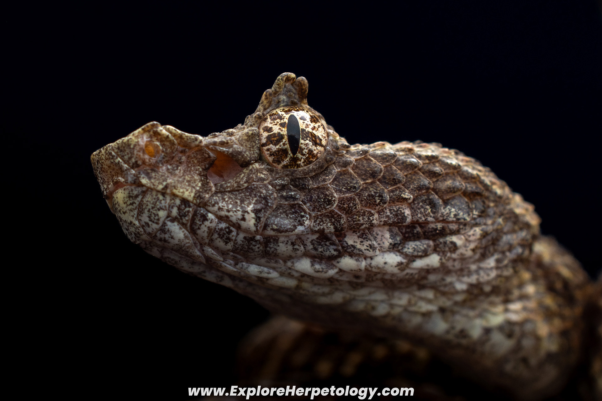 Fan si Pan horned pit viper (Protobothrops cornutus).