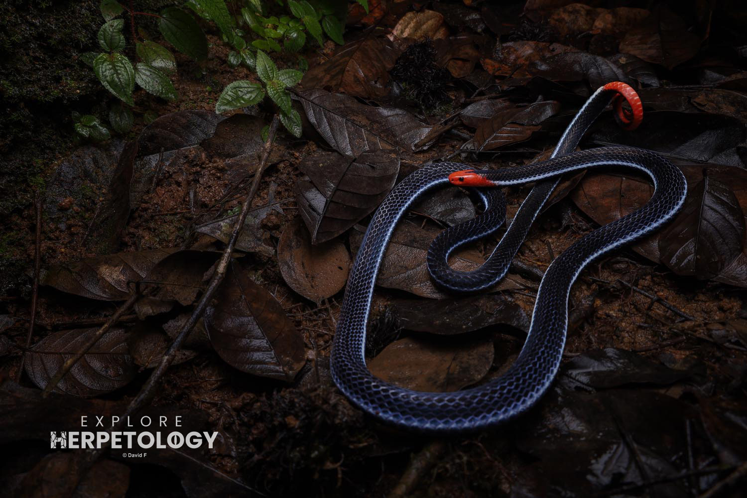Malaysian blue coral snake (Calliophis bivirgata flaviceps)