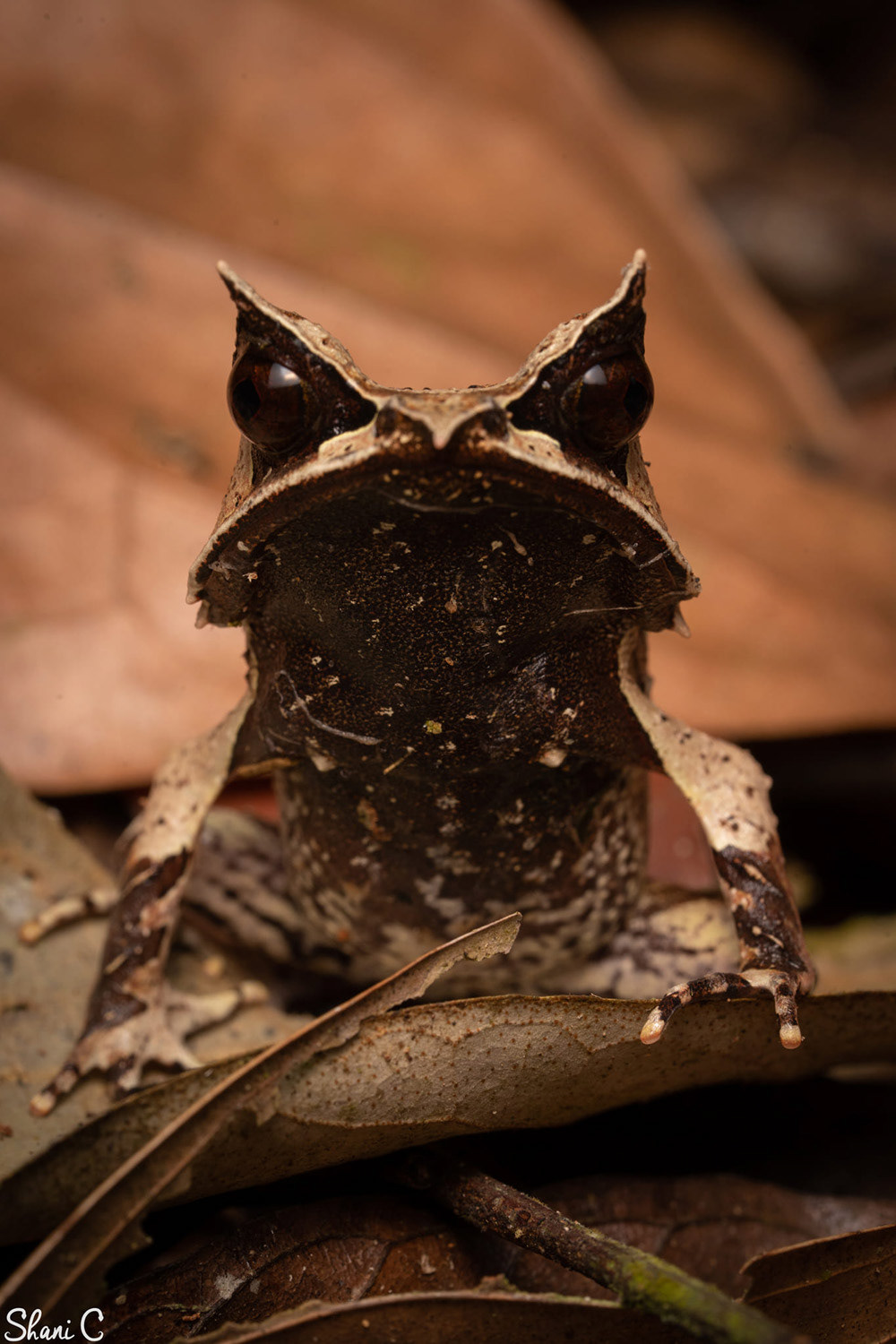 Long-nosed horned frog (Pelobatrachus nasuta).