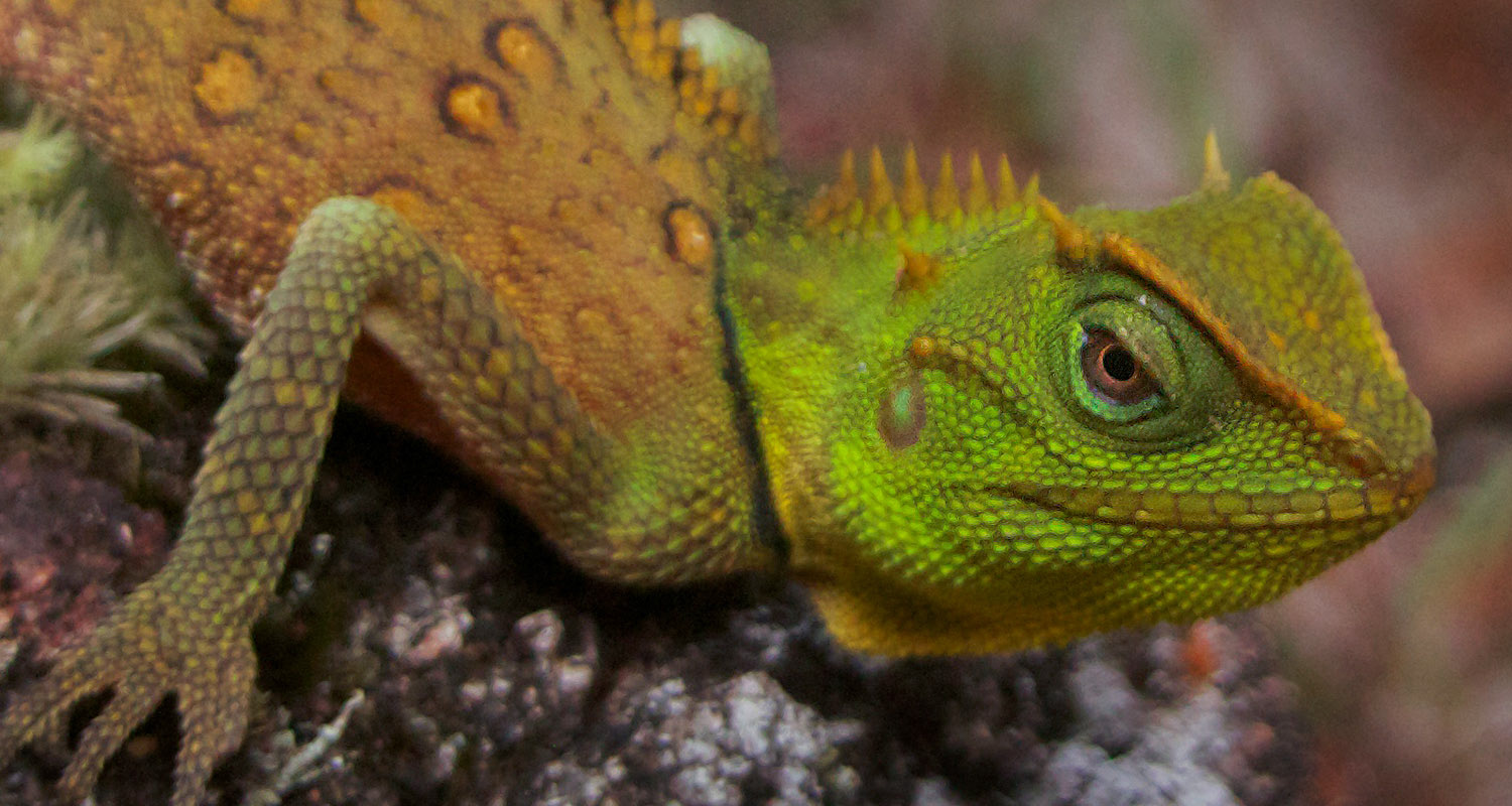 Endemic Titiwangsa horned dragon (Acanthosaura titiwangsaensis).