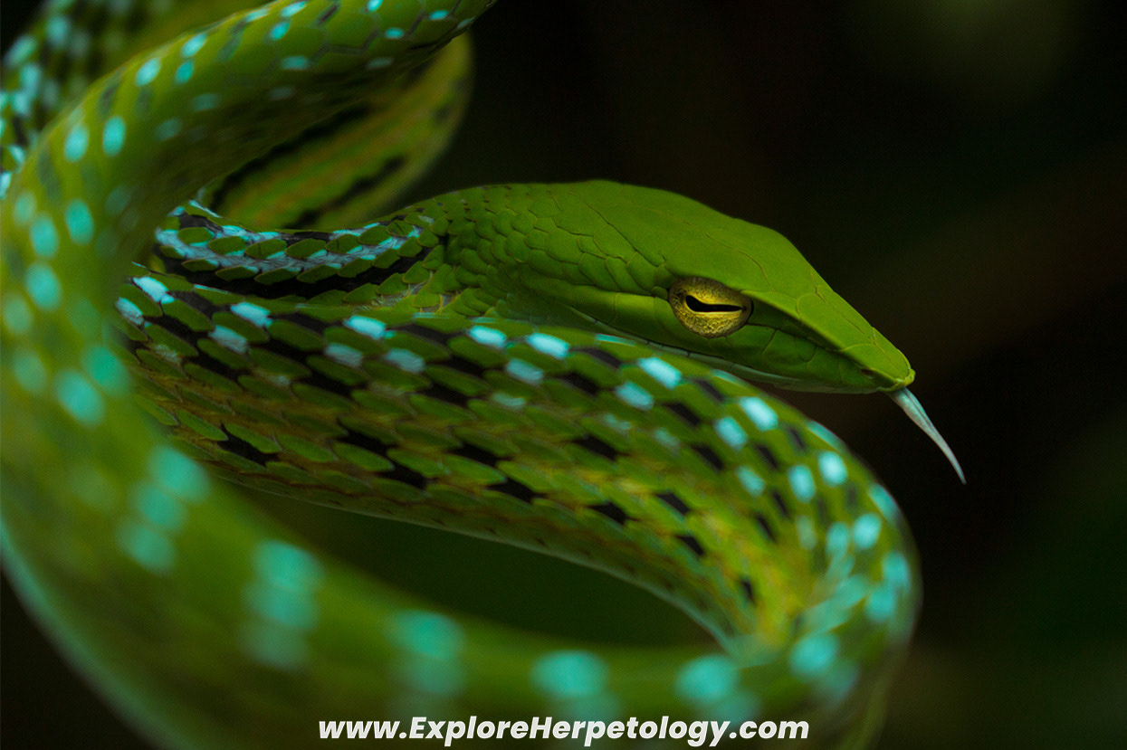 Oriental vine snake (Ahaetulla prasina).