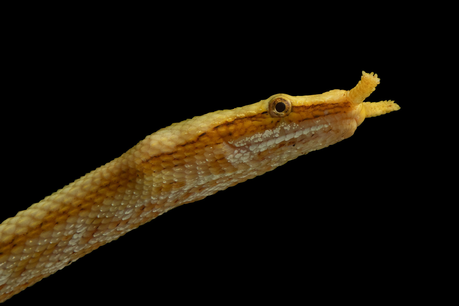 Tentacled snake (Erpeton tentaculatum)