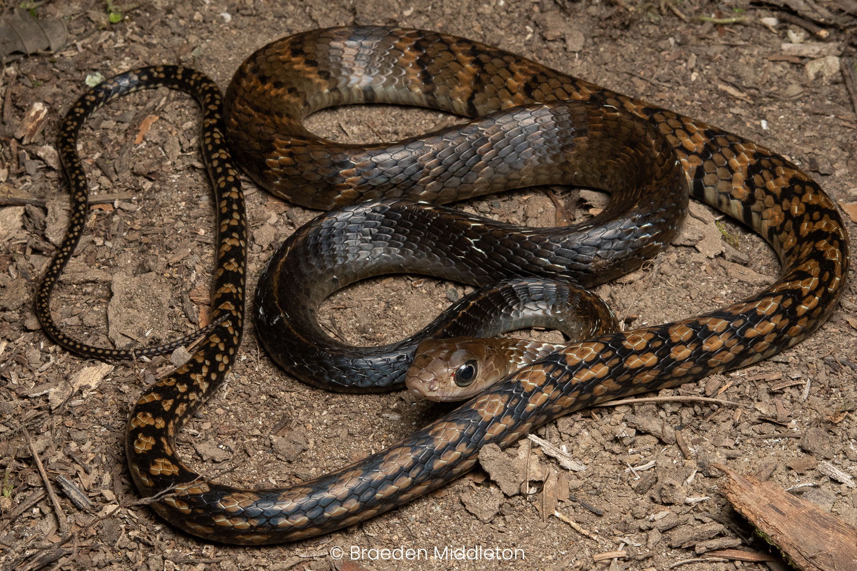 Keeled rat snake (Ptyas carinata).