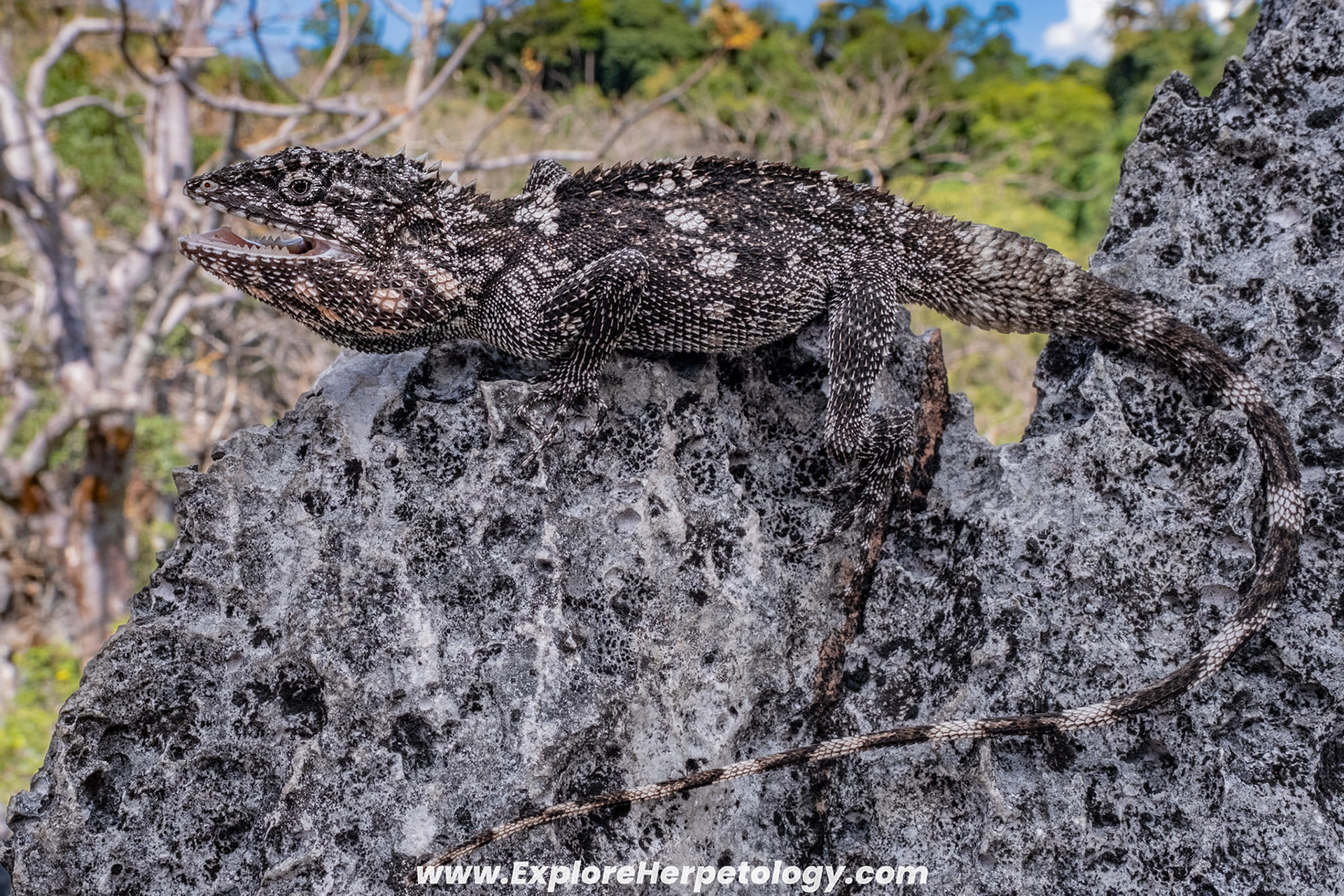 Lao karst dragon (Laodracon karsticola).