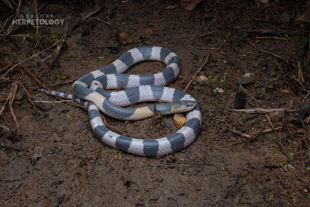 Bungarus candidus (Malayan krait)