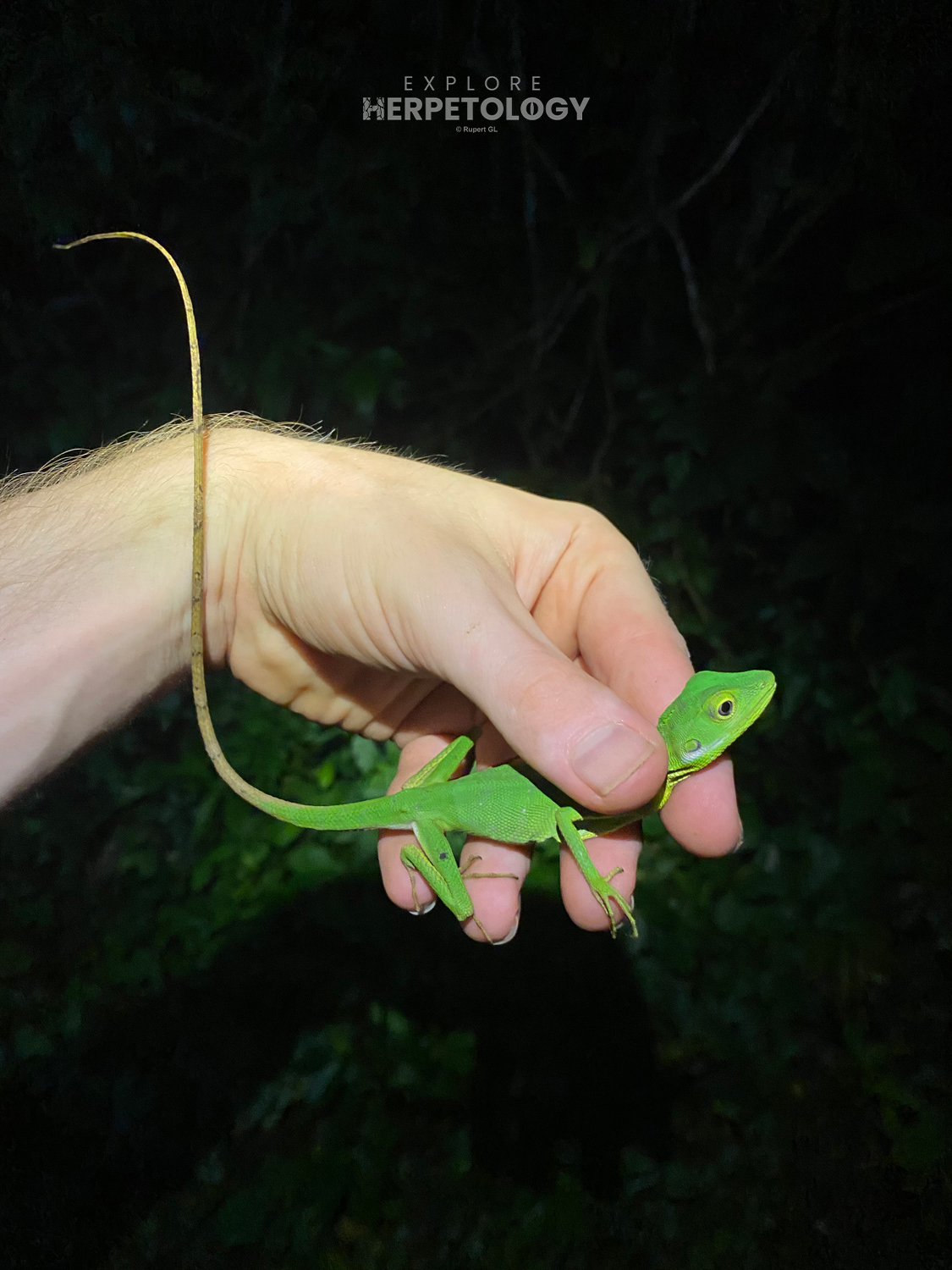 Burmese green crested lizard (Bronchocela burmana).