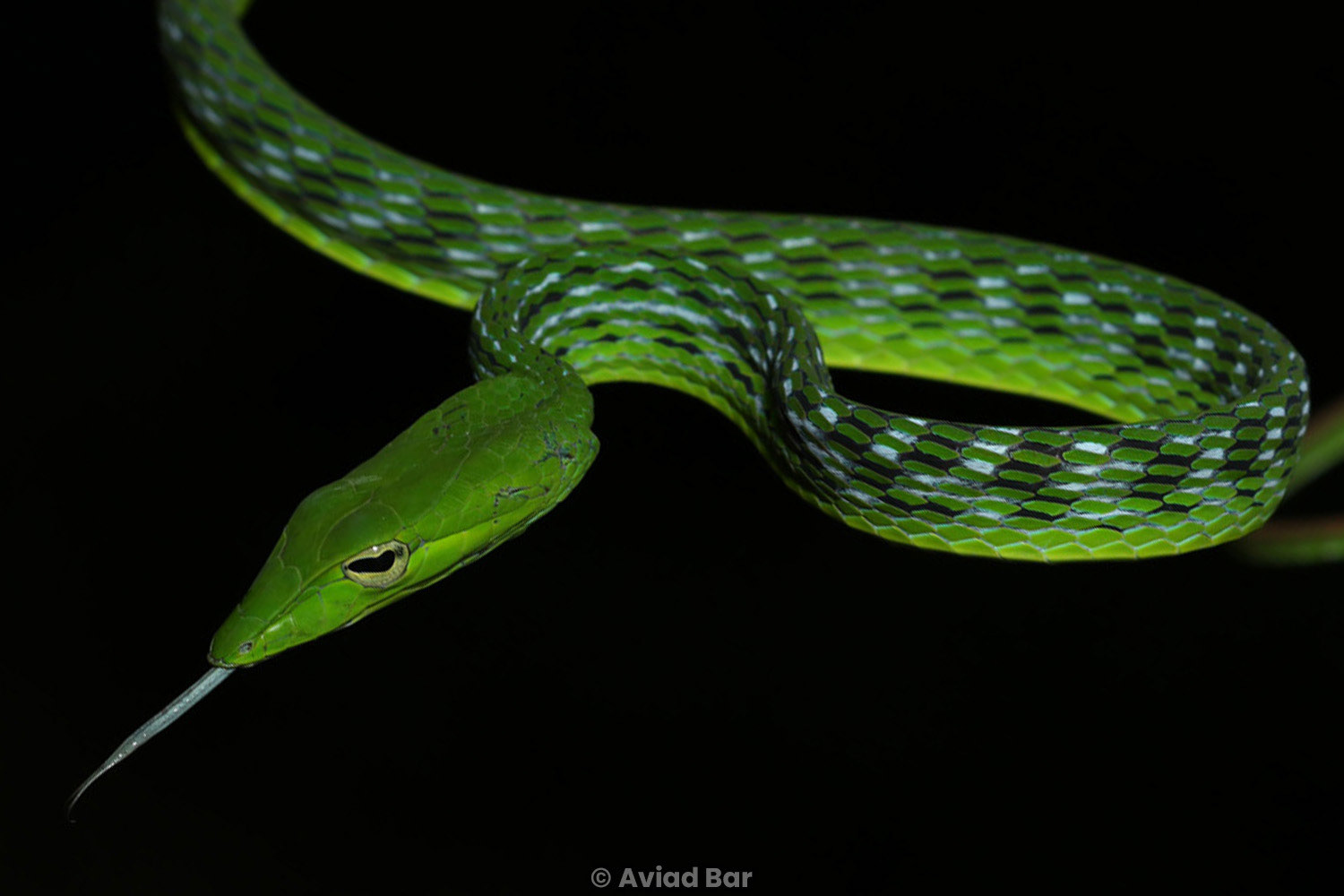 Asian vine snake (Ahaetulla prasina).