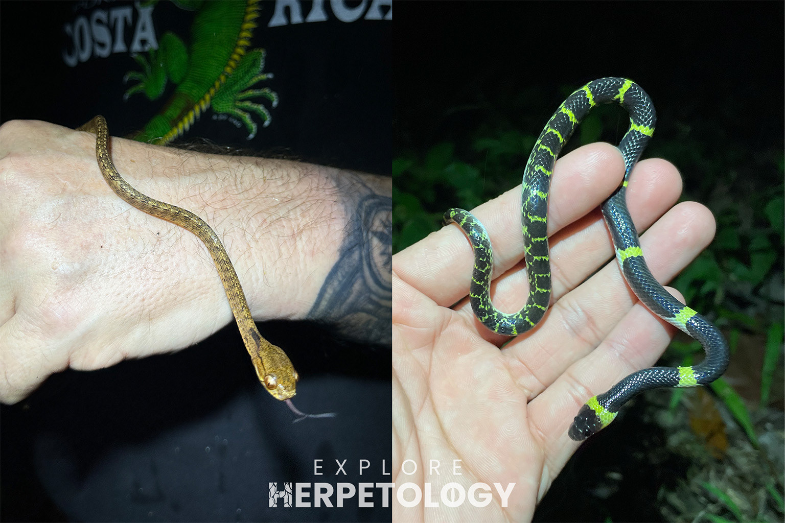 Left: Pareas carinatus. Right: Lycodon laoensis.