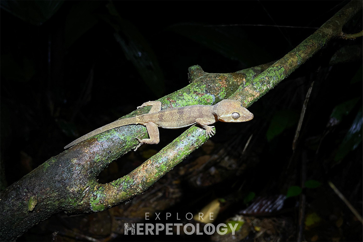 Cyrtodactylus thalang (endemic)