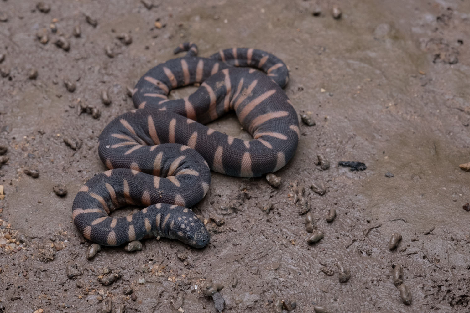 Marine file snake (Acrochordus granulatus)
