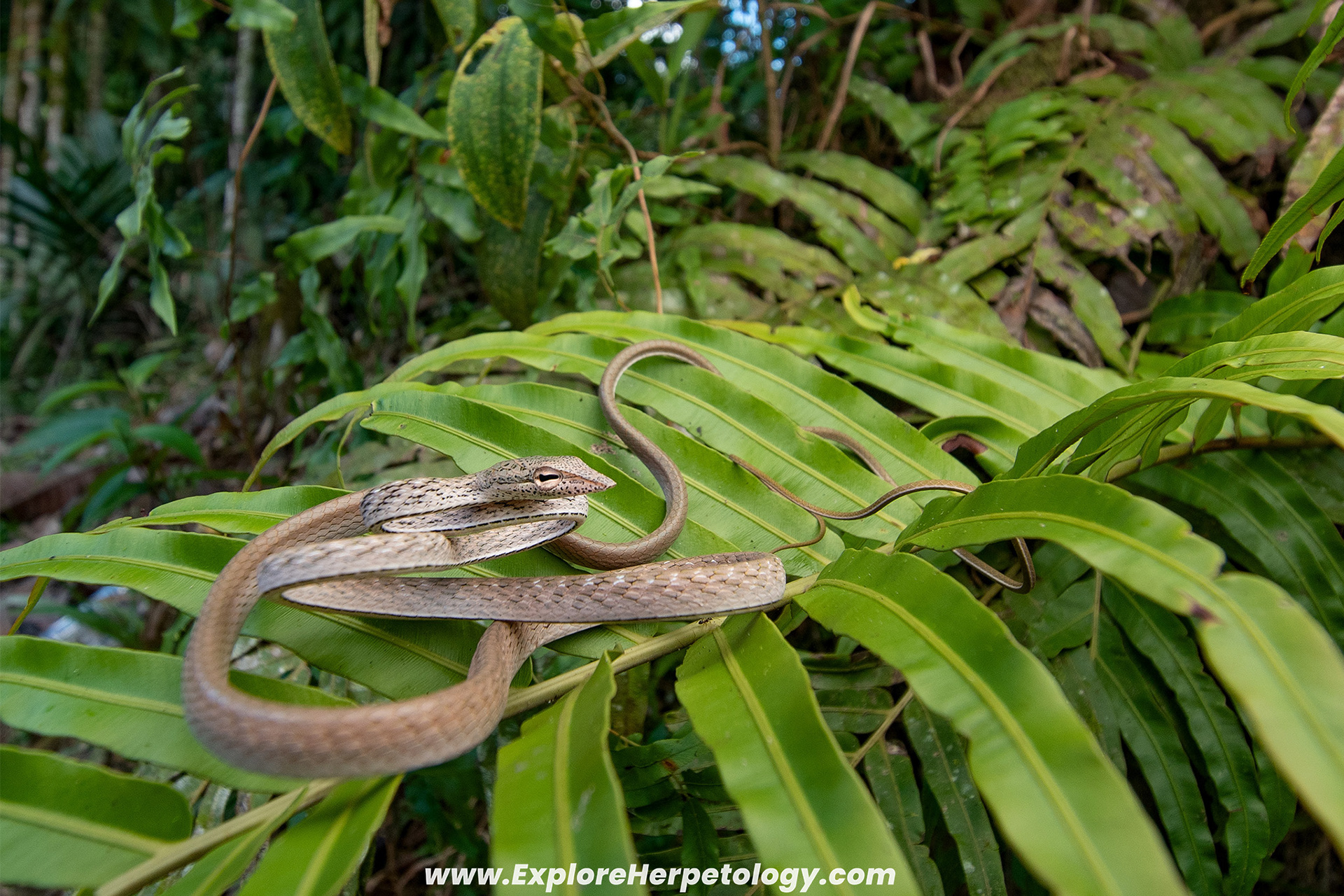 Speckle-headed vine snake (Ahaetulla fasciolata).