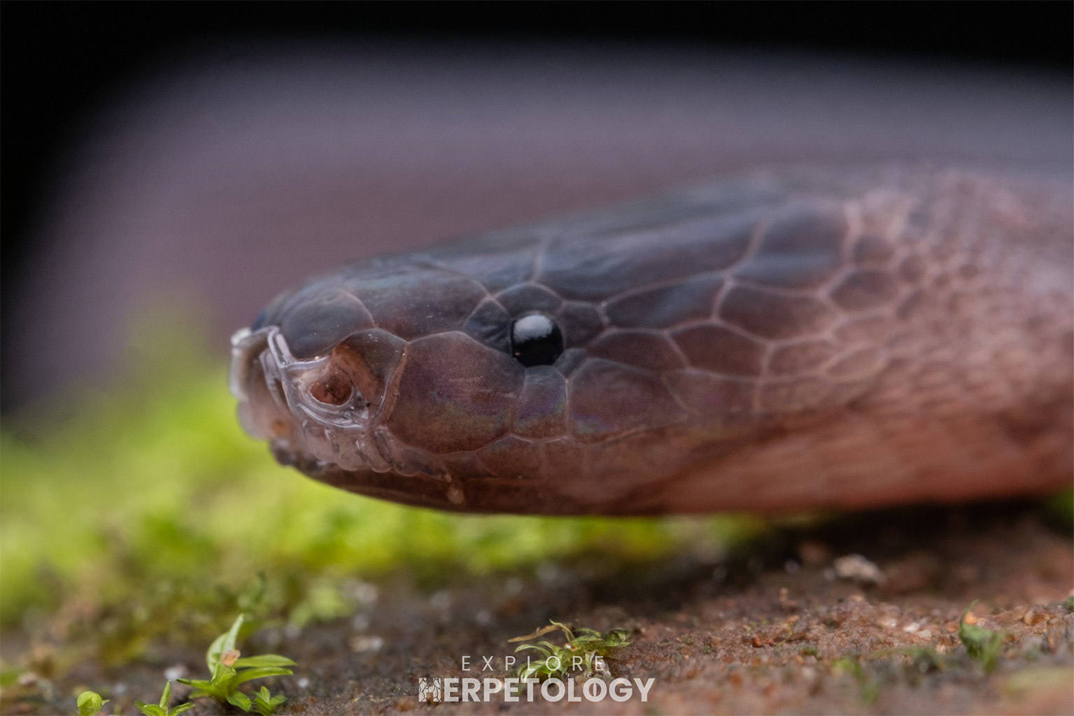 Laotian bearded snake (Parafimbrios lao)