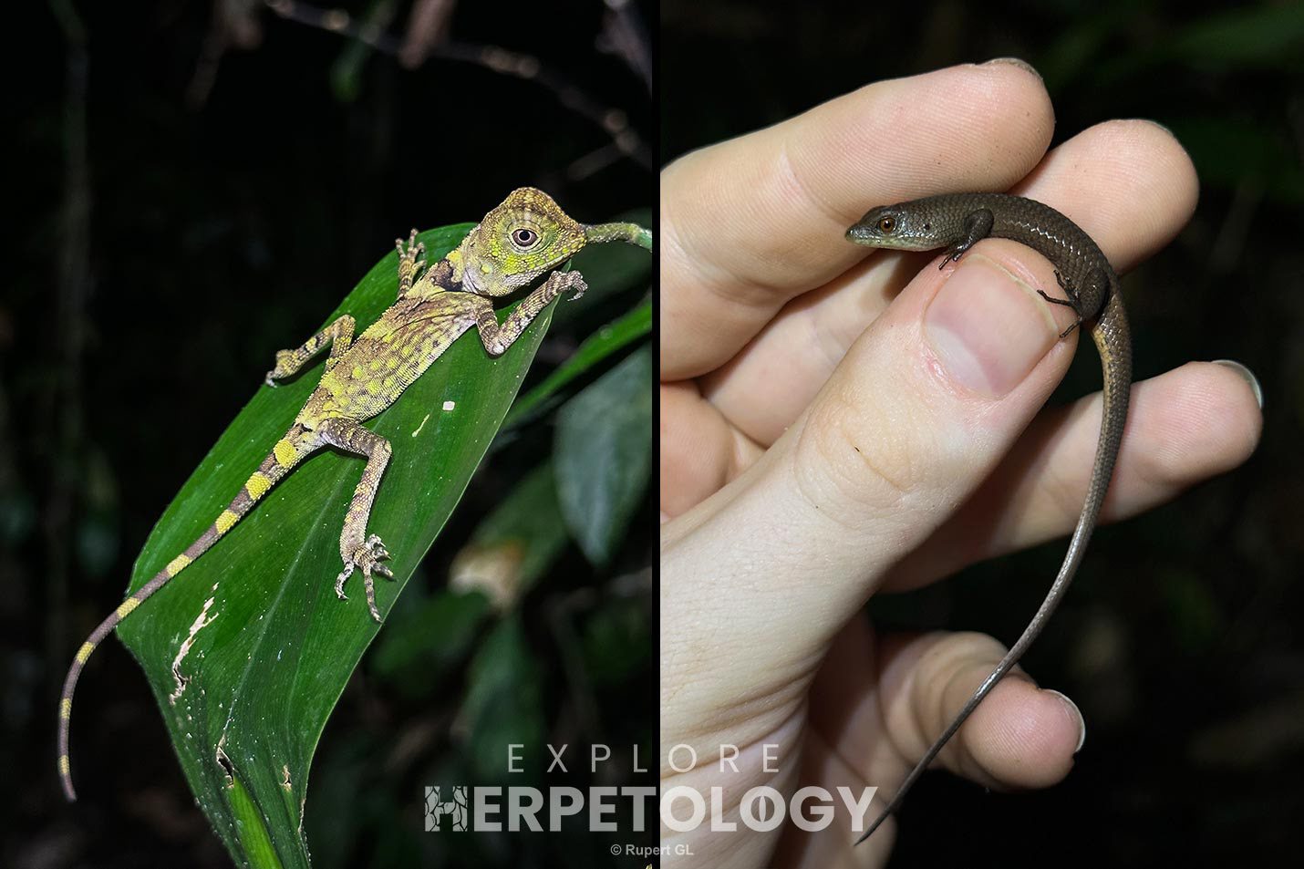 Left: Gonocephalus sp. Right: Unknown scincid.