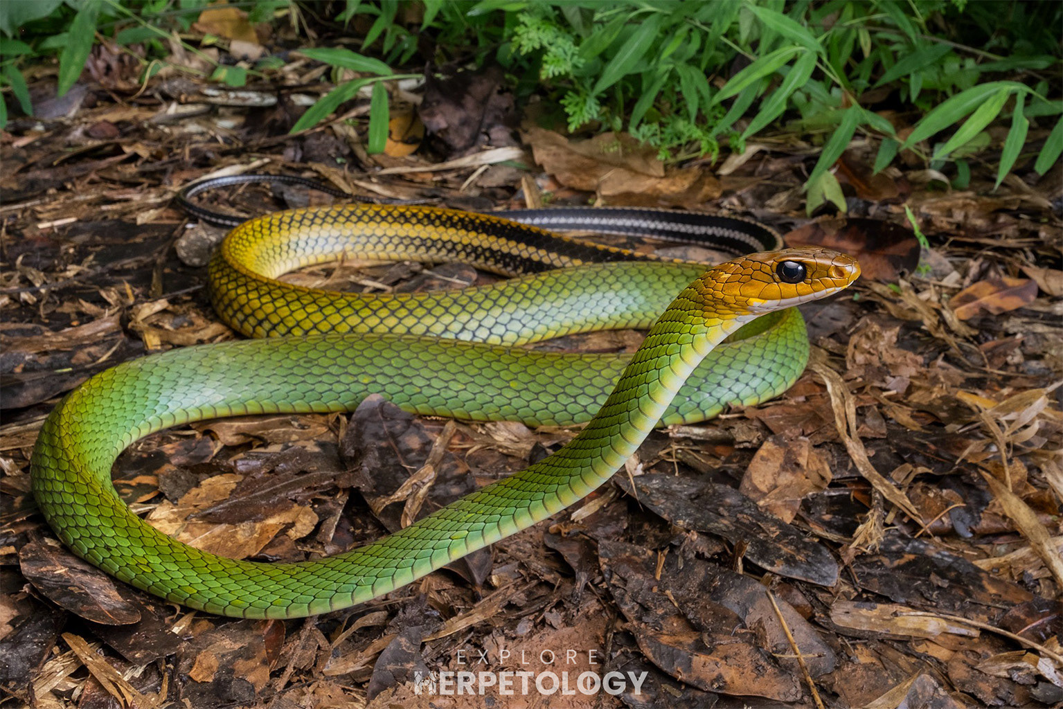 Black-striped green rat snake (Ptyas nigromarginata) - adult