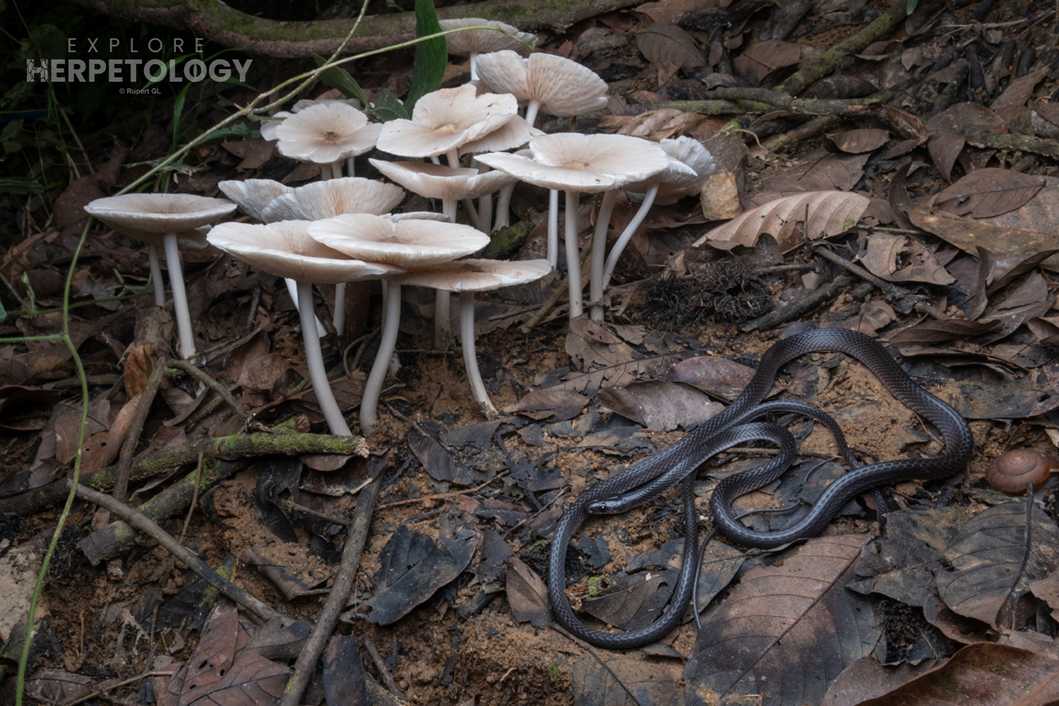 Dusky wolf snake (Lycodon albofuscus).
