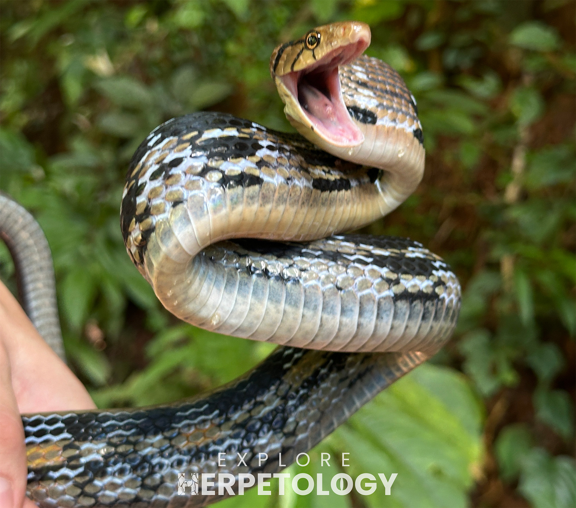 Coelognathus flavolineatus