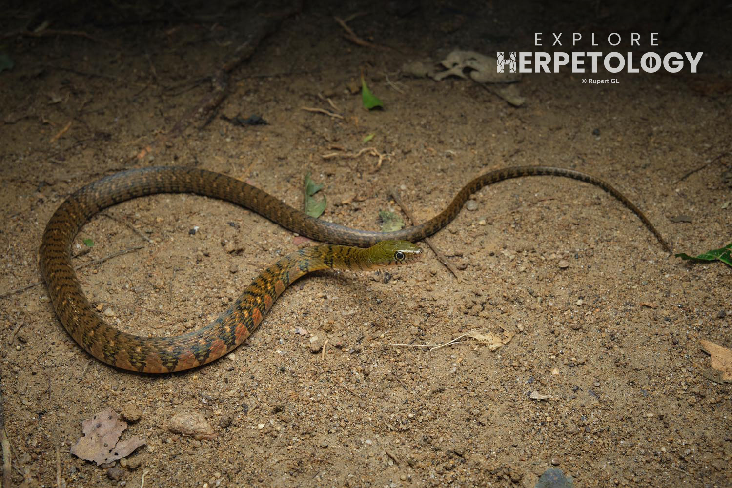Triangle keelback (Xenochrophis trianguligerus)