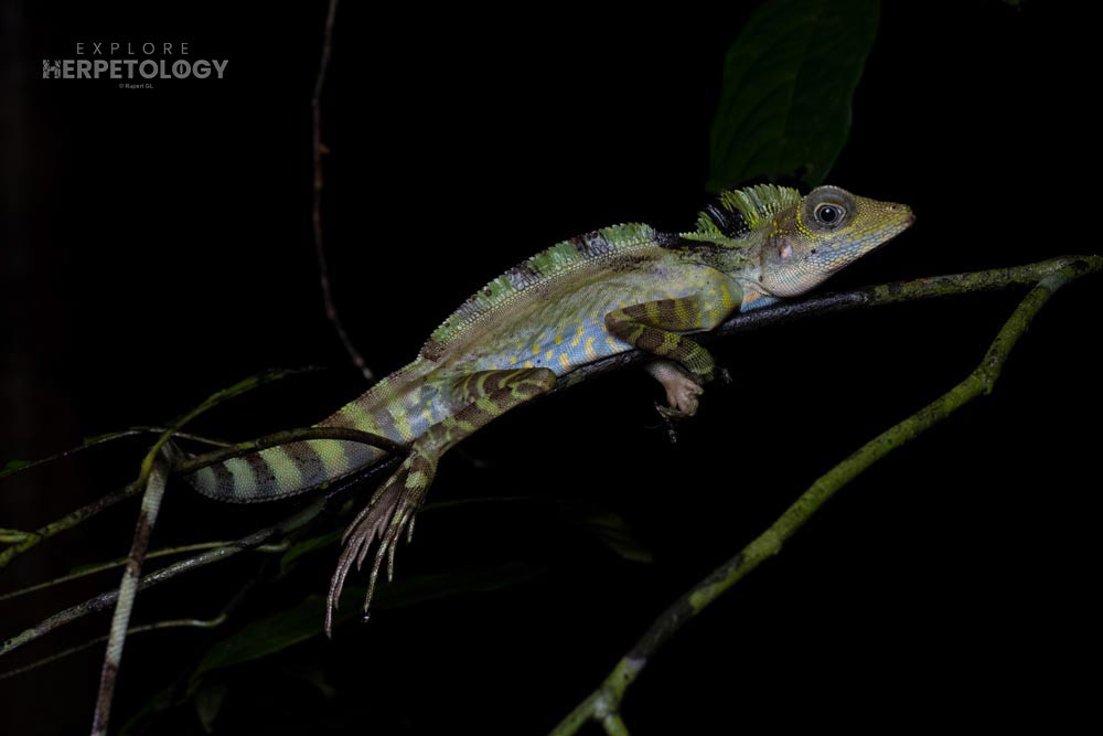 Great angle-headed lizards (Gonocephalus grandis)