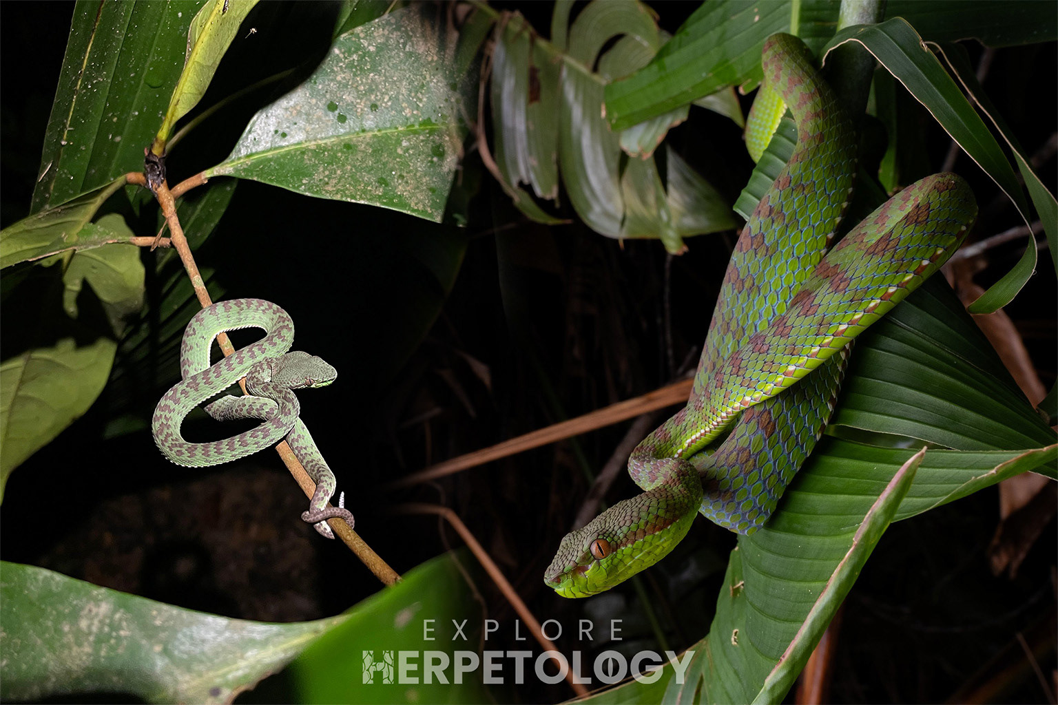 Phuket pit vipers (Trimeresurus phuketensis).