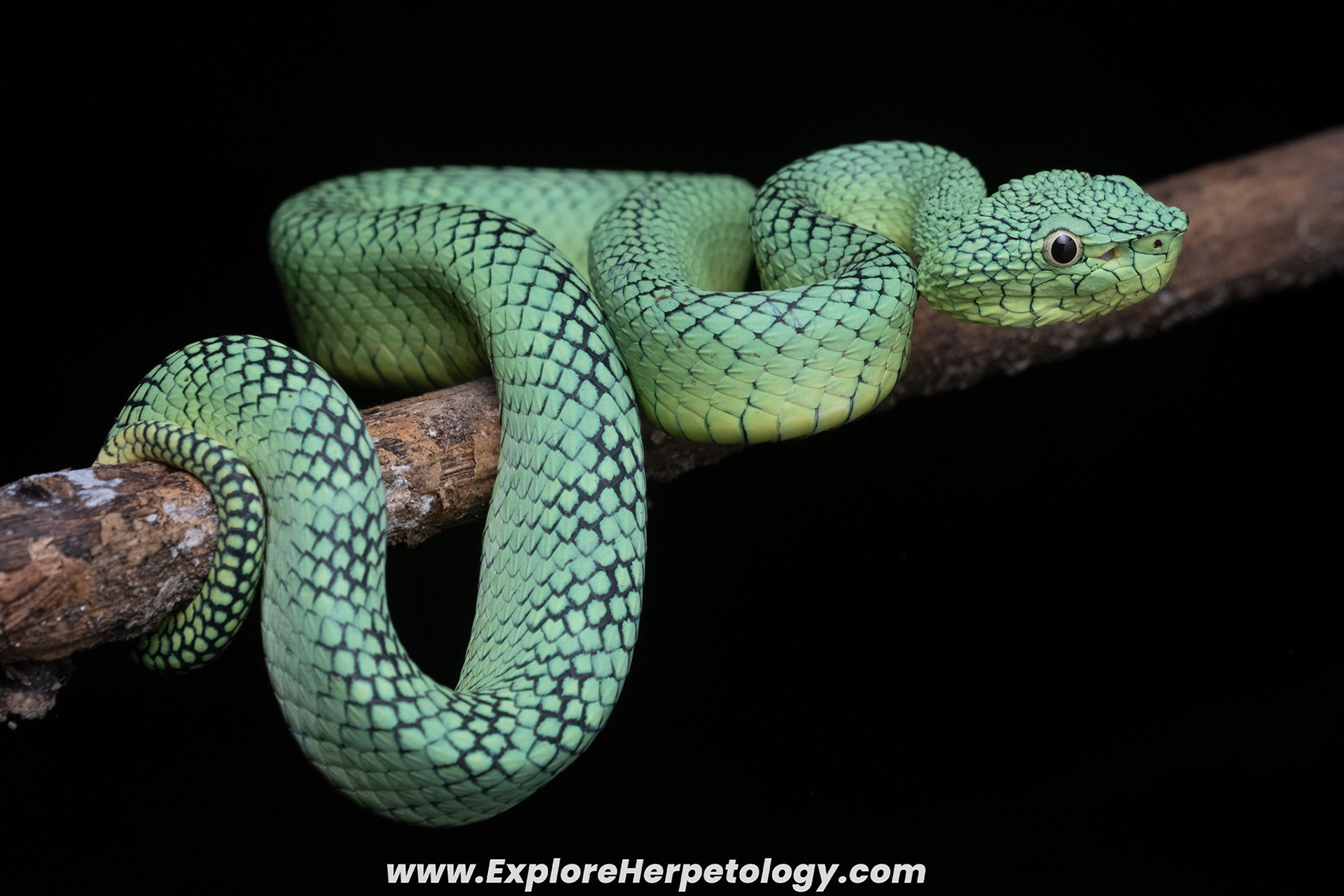 Adult male South Philippine temple viper (Tropidolaemus philippensis).