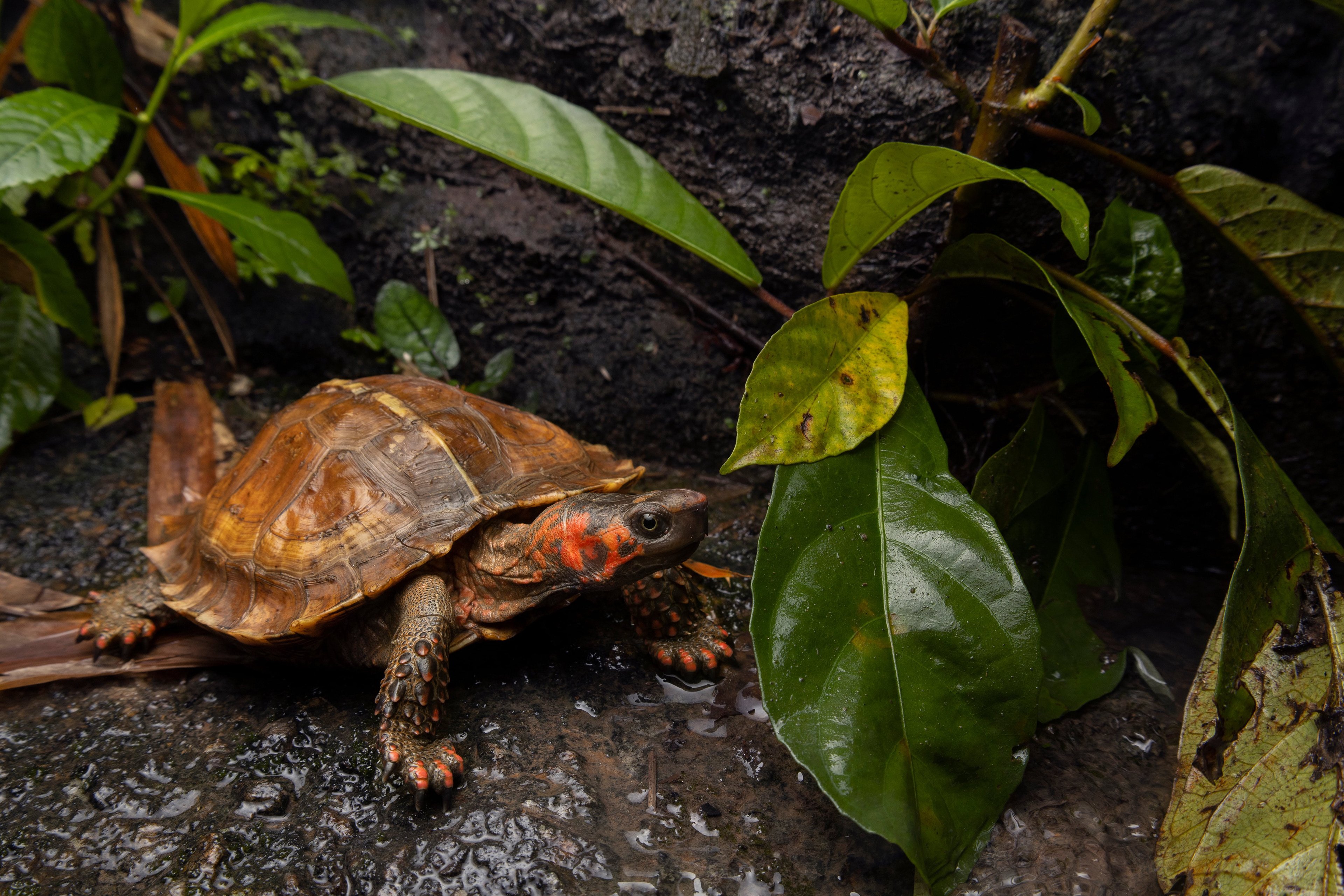 Spiny turtle (Heosemys spinosa)