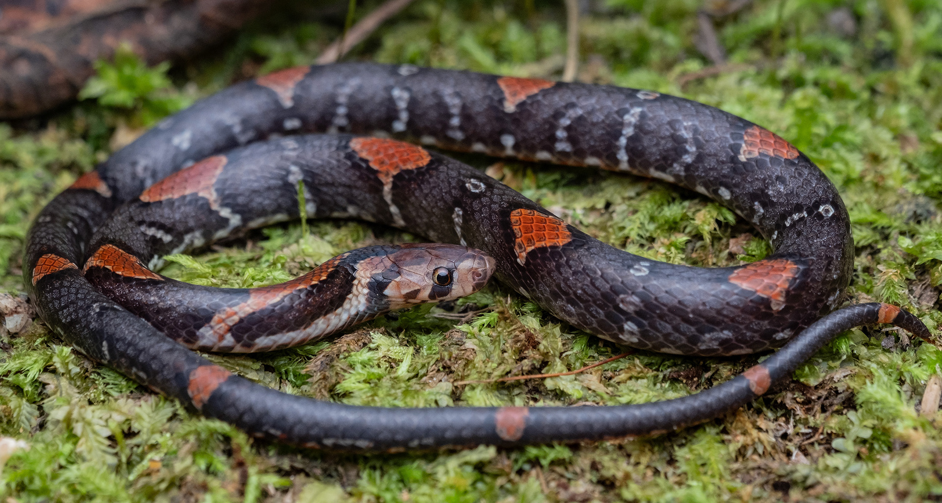 Rusty-barred kukri snake (Oligodon signatus).