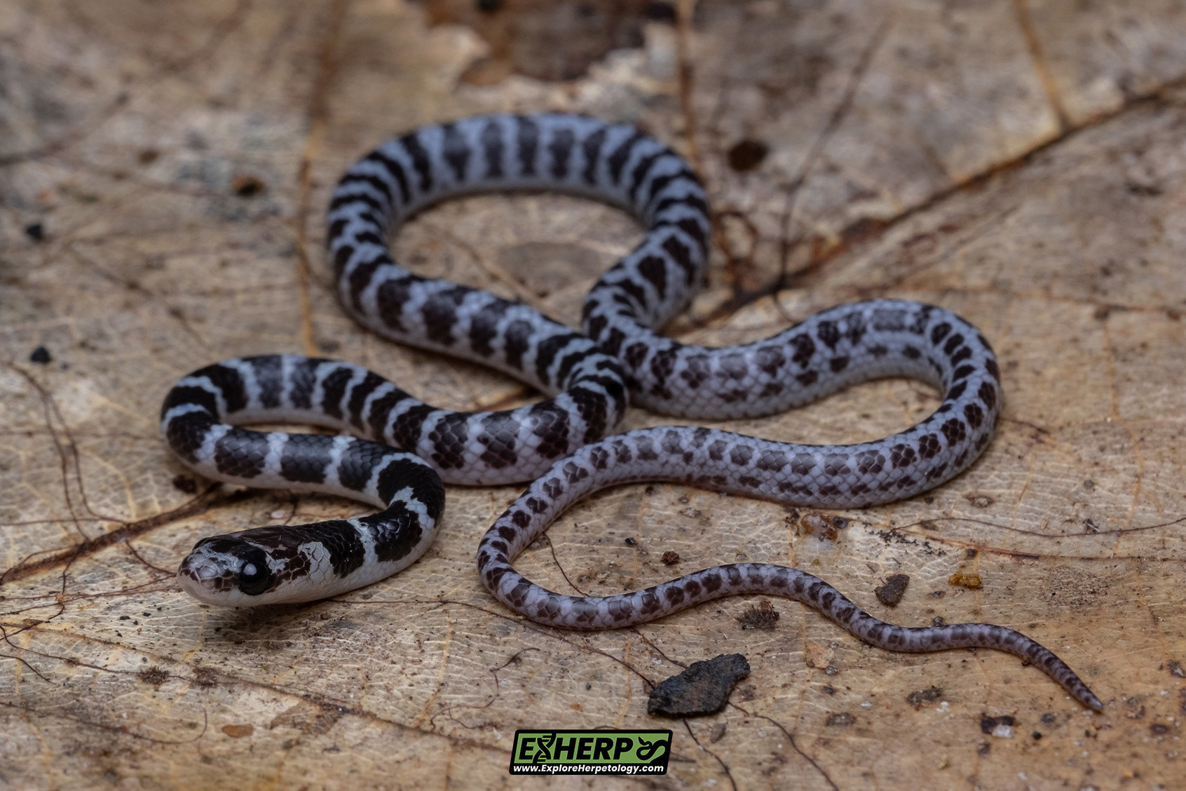 Malayan bridle snake (Dryocalamus subannulatus).