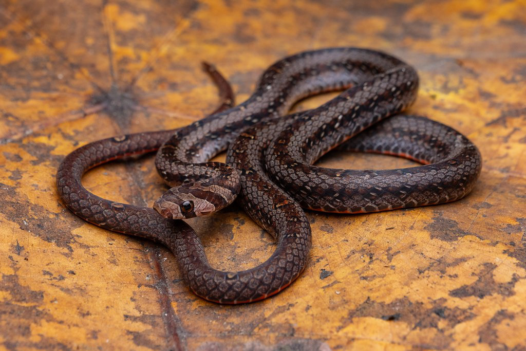 Everett's kukri snake (Oligodon everetti)