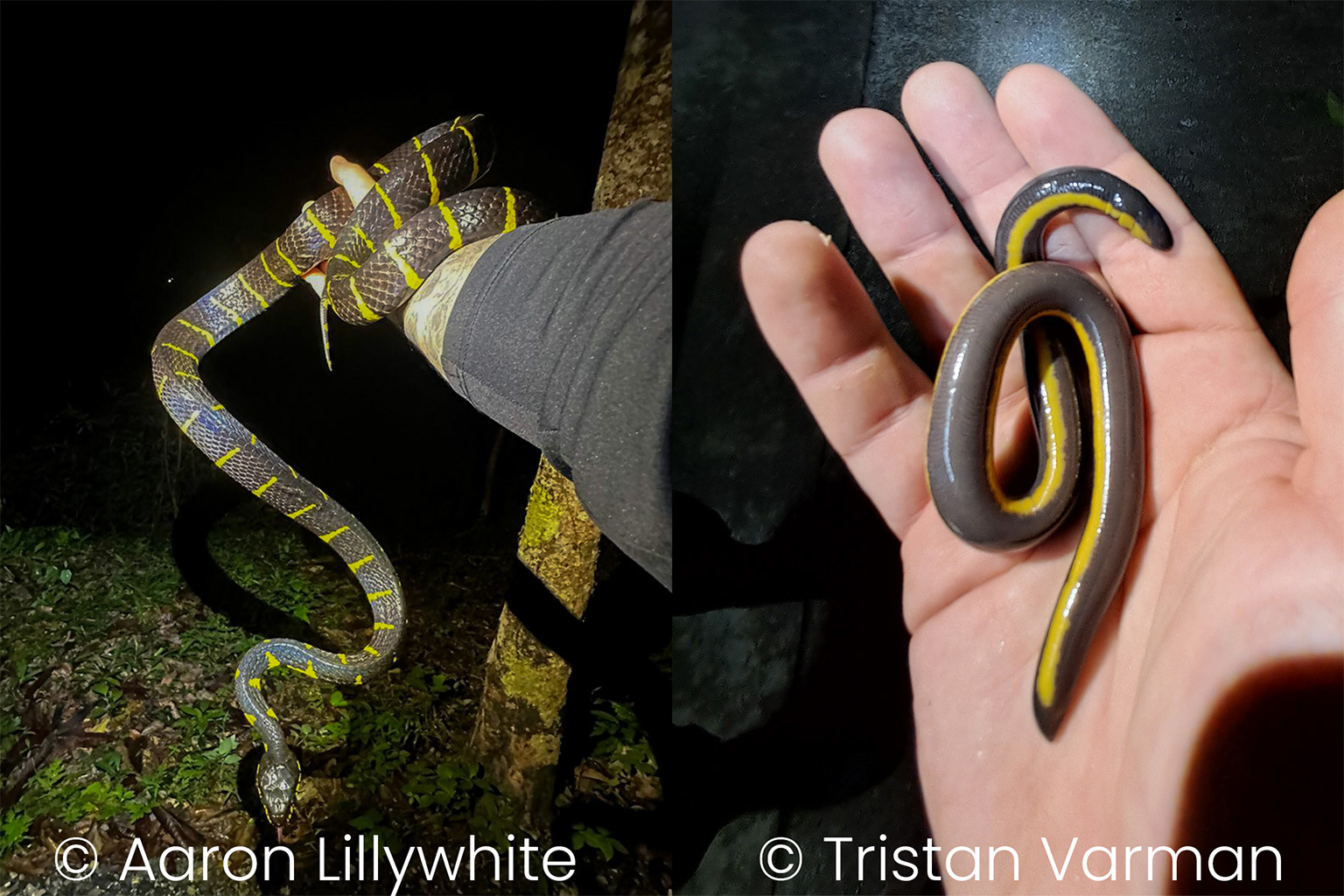 Left: Mangrove cat snake. Right: Caecilian (Ichthyophis sp.).