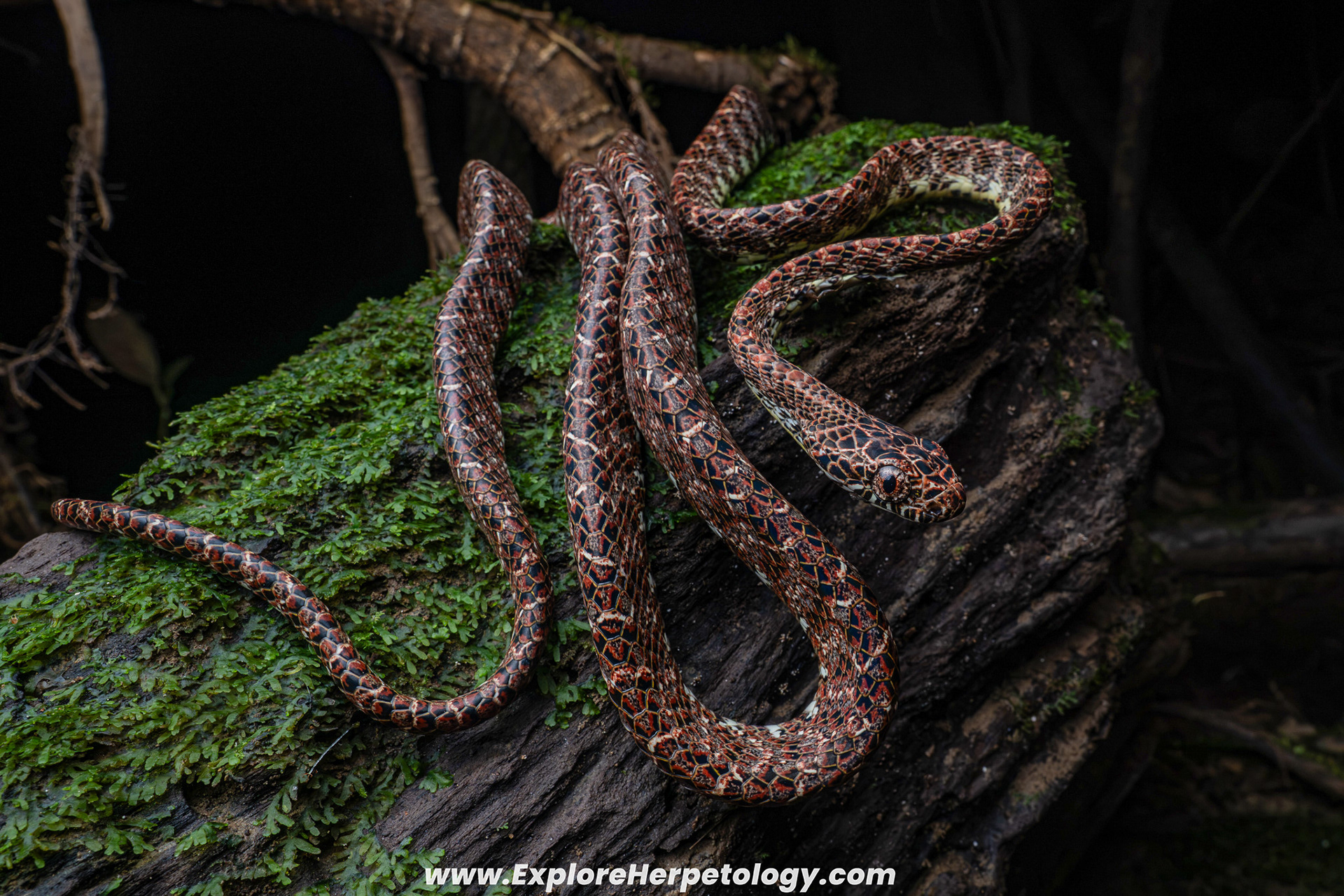 Jasper cat snake (Boiga jaspidea).