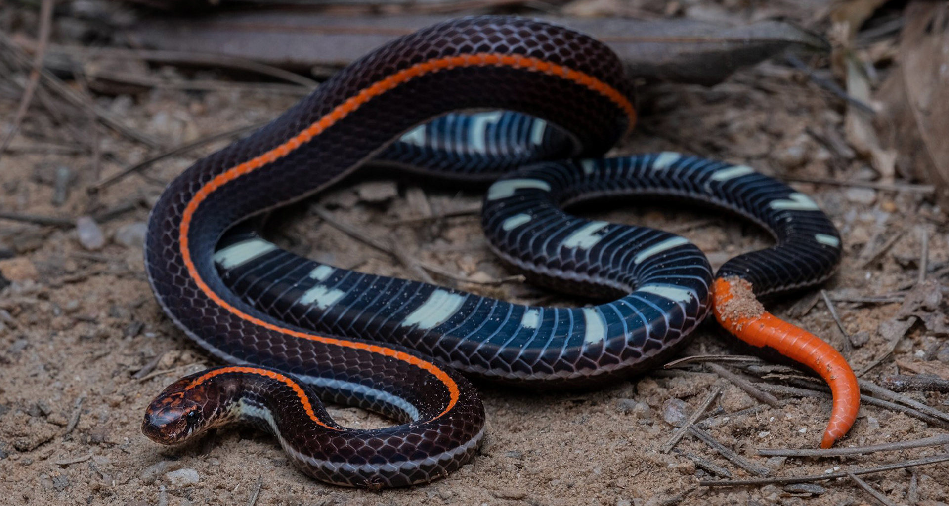 Malayan banded coral snake (Calliophis intestinalis).