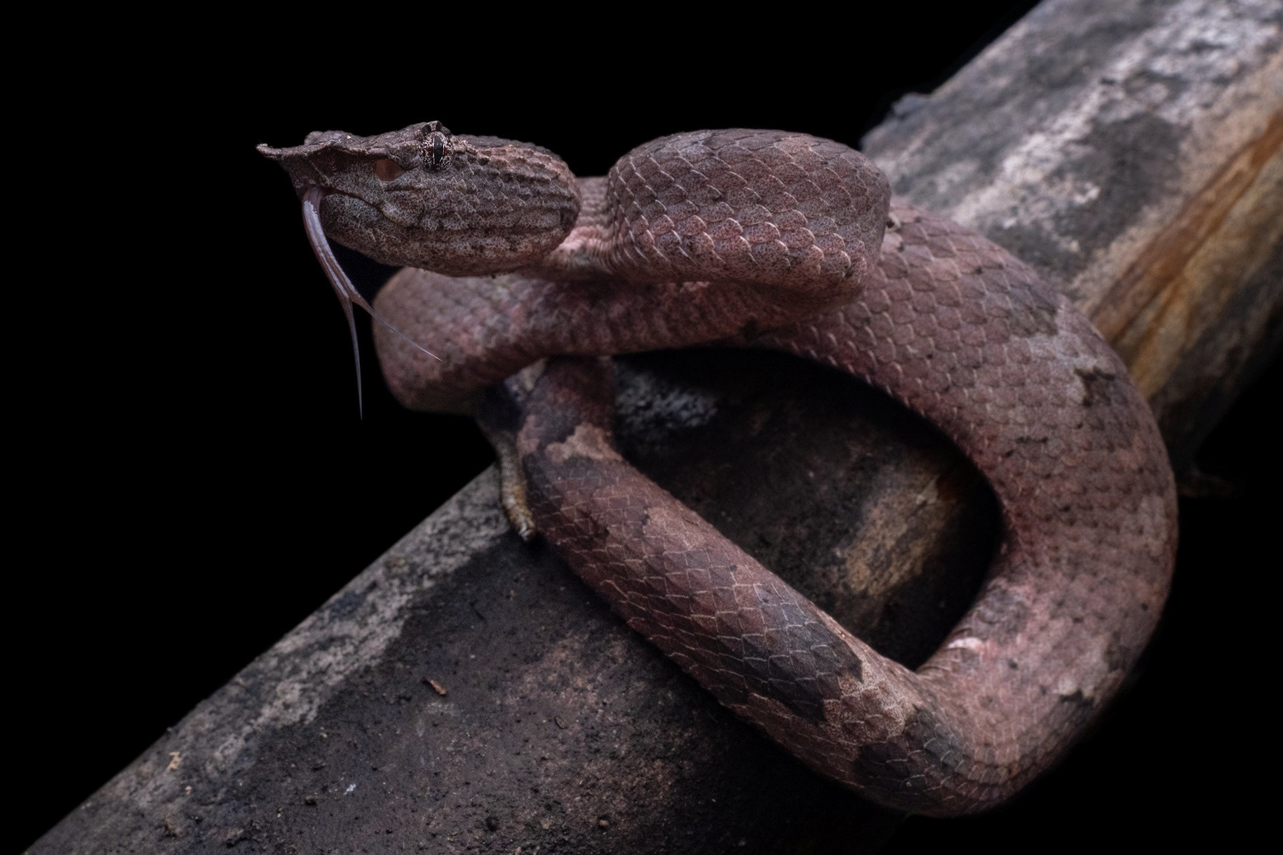 Bornean leaf-nosed pit viper (Craspedocephalus borneensis).